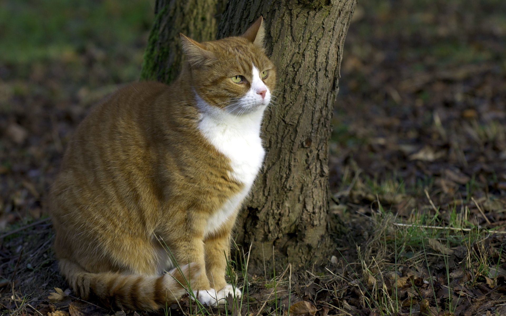 gatto natura sfondo