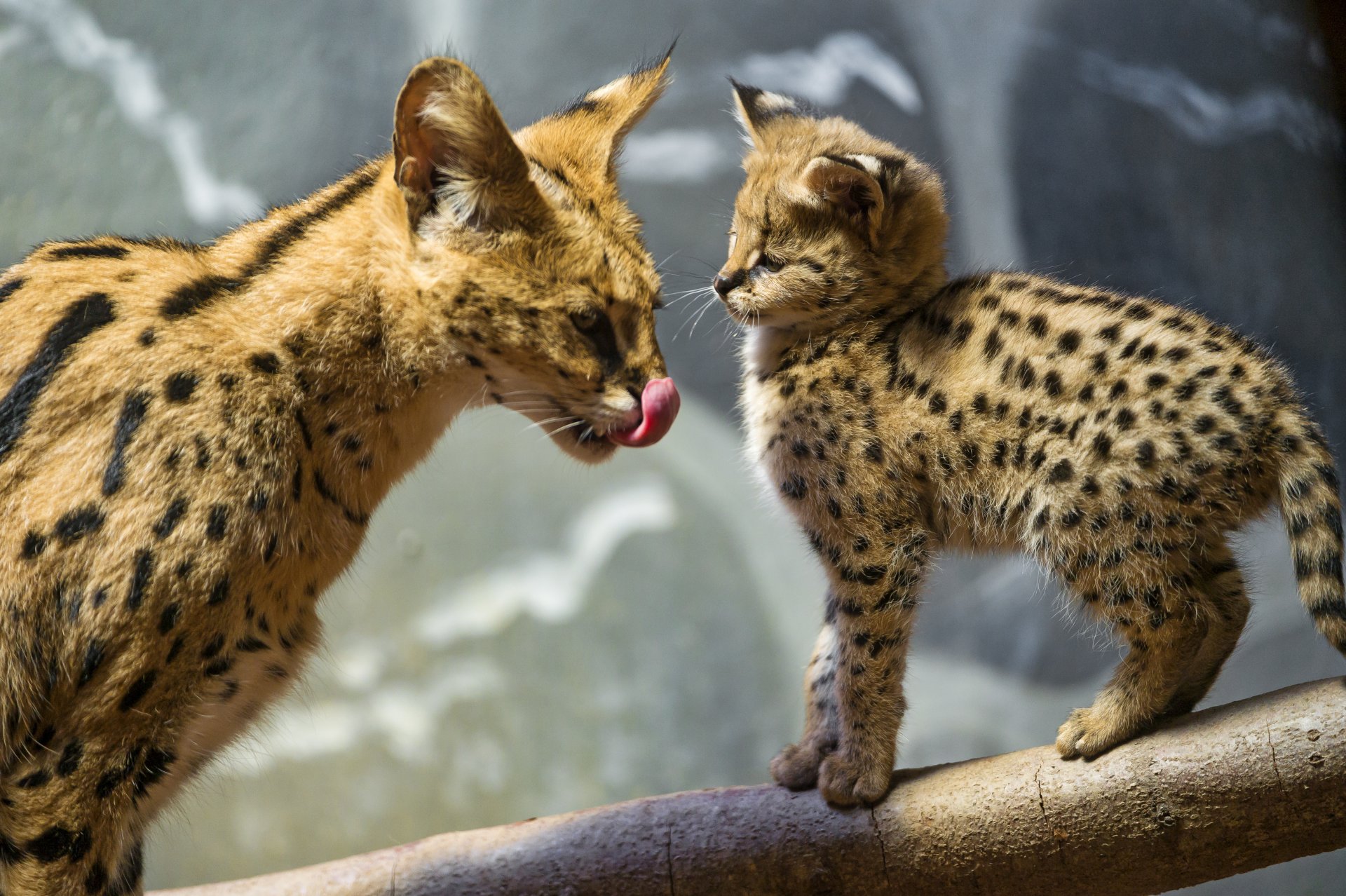 serval katze baumstamm zunge ©tambako der jaguar