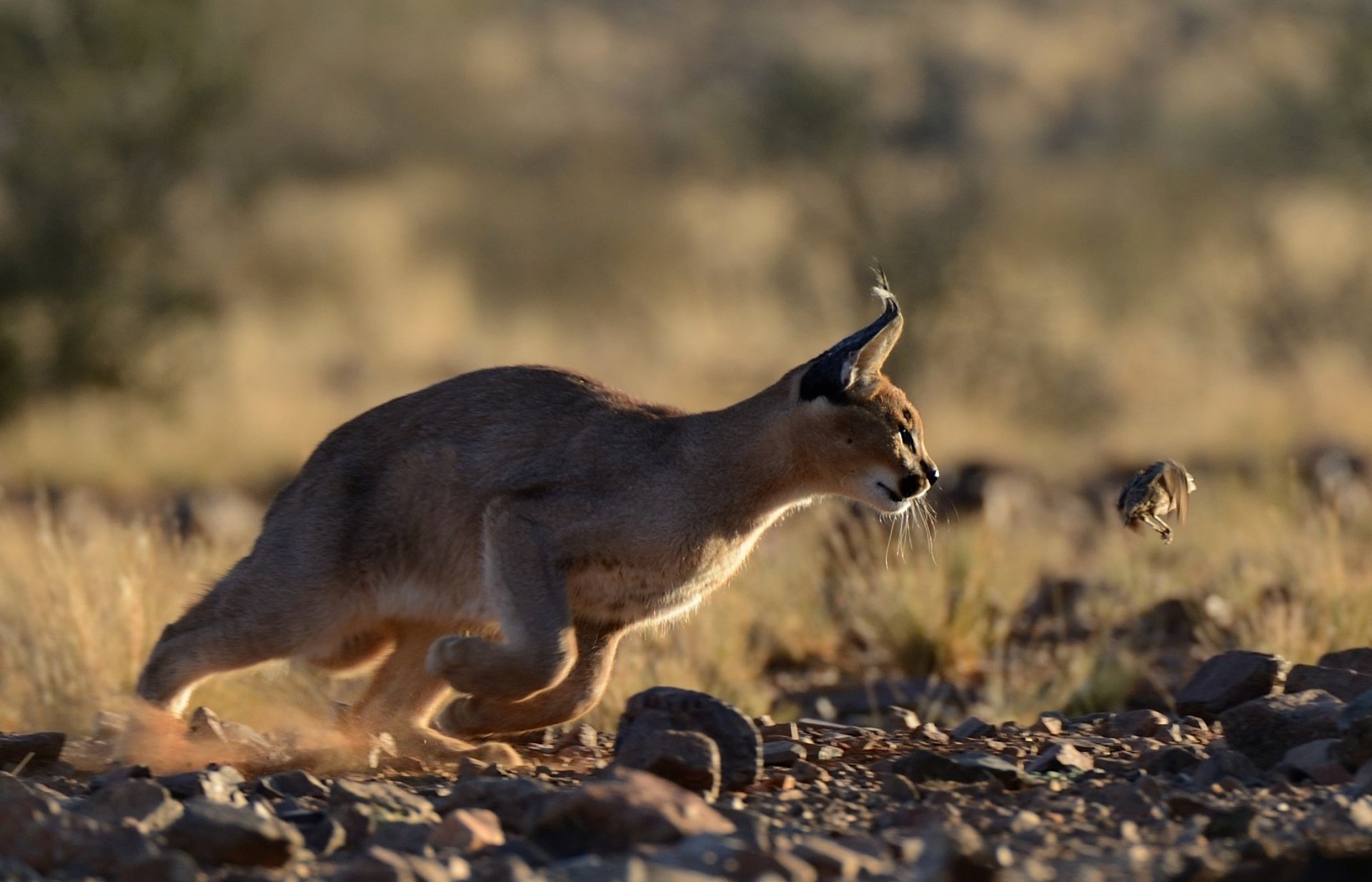 caracal steppe lynx predator hunter prey