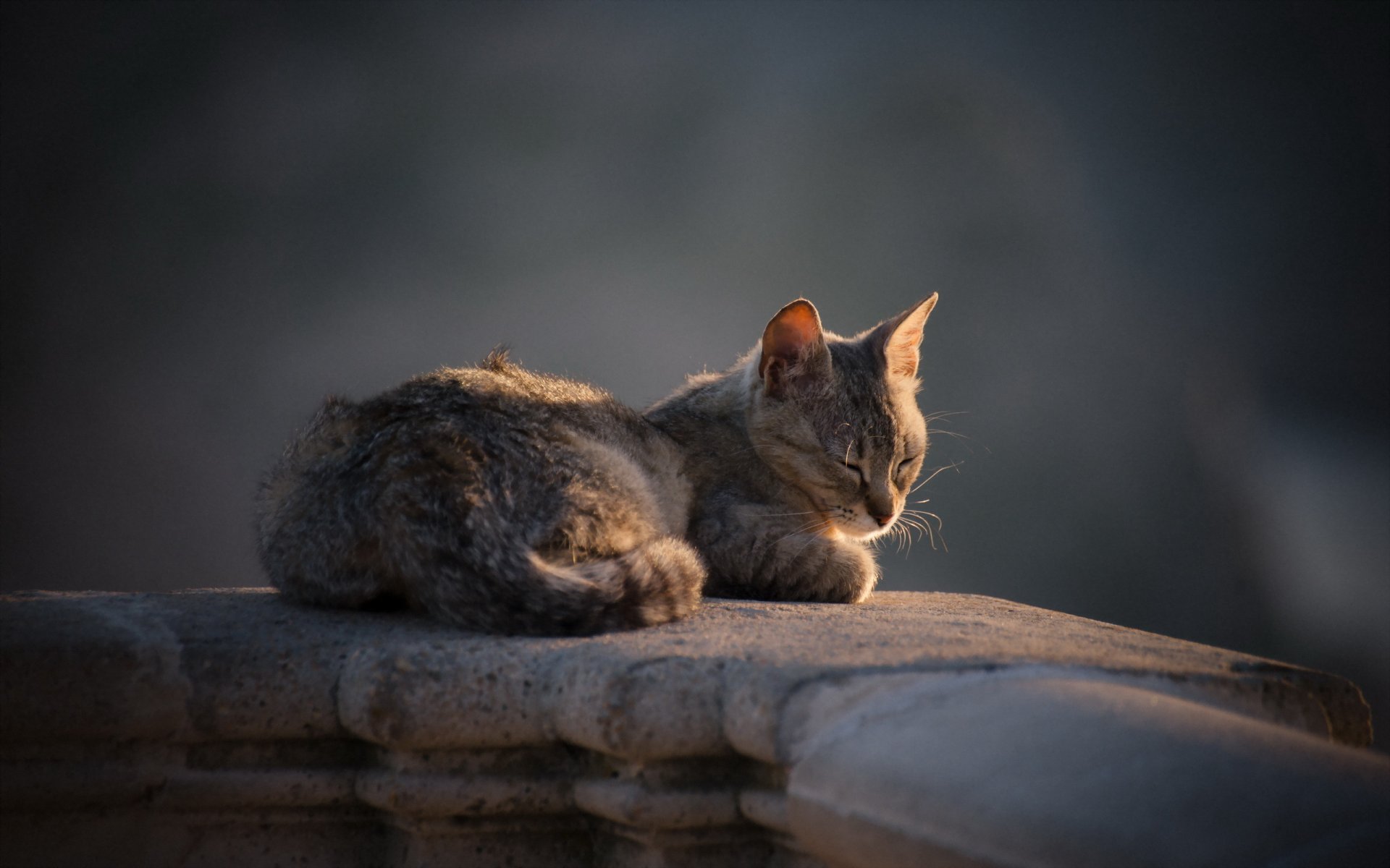 katze blick hintergrund