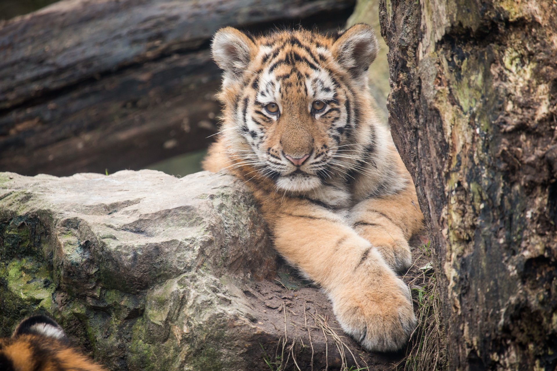 tiger amur cat view stone