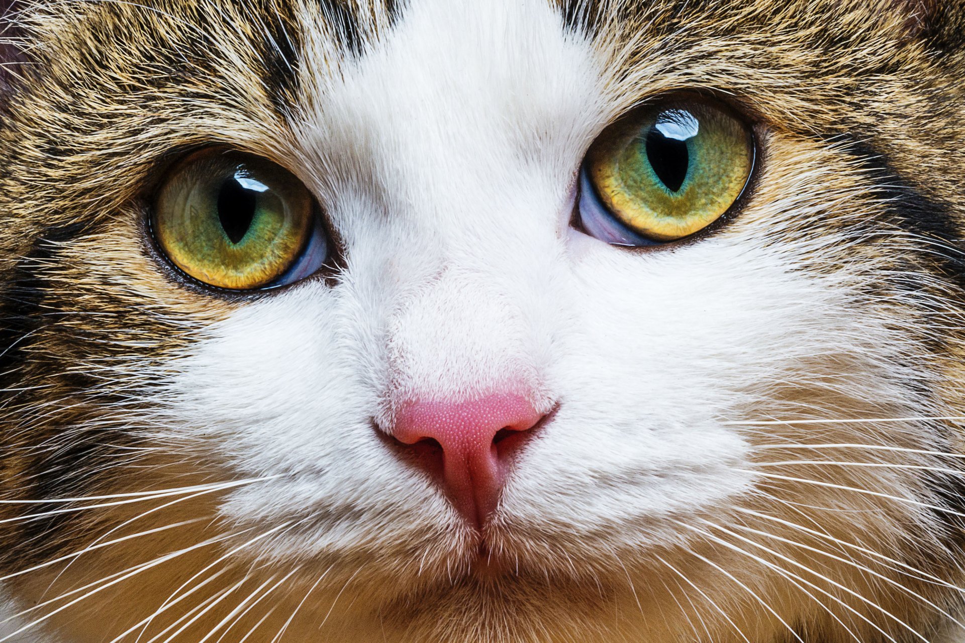 katze katze schnurrbart schnauze hübscher farbe dreifarbig glücklich blick unschärfe bokeh hintergrundbilder