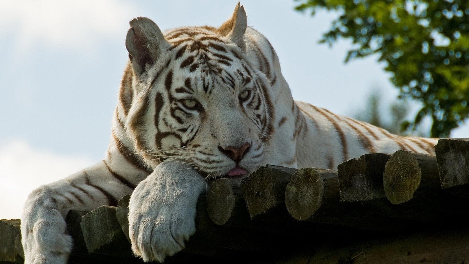 tigre lana mirada lengua naturaleza