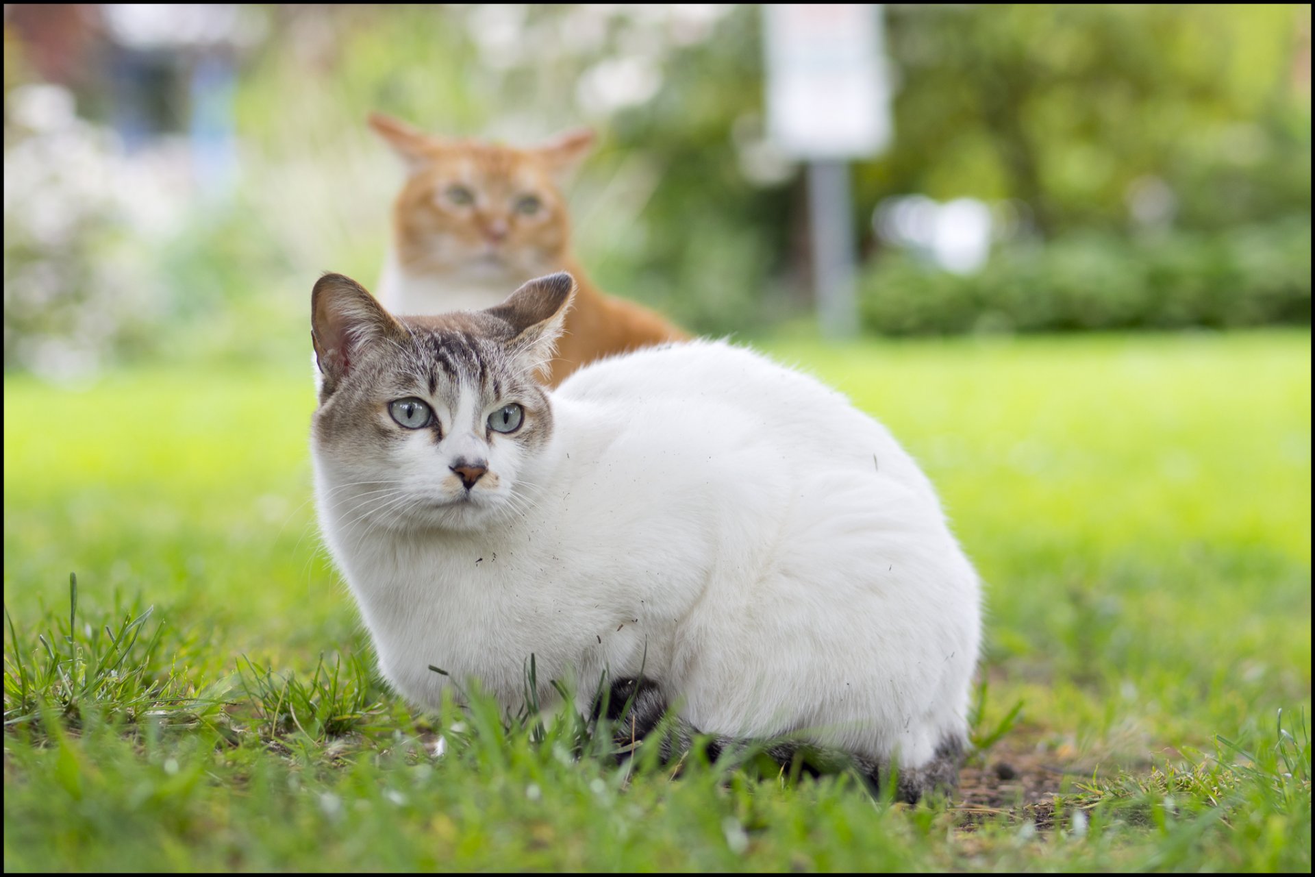 chats rousse blanc vue éblouissement fond