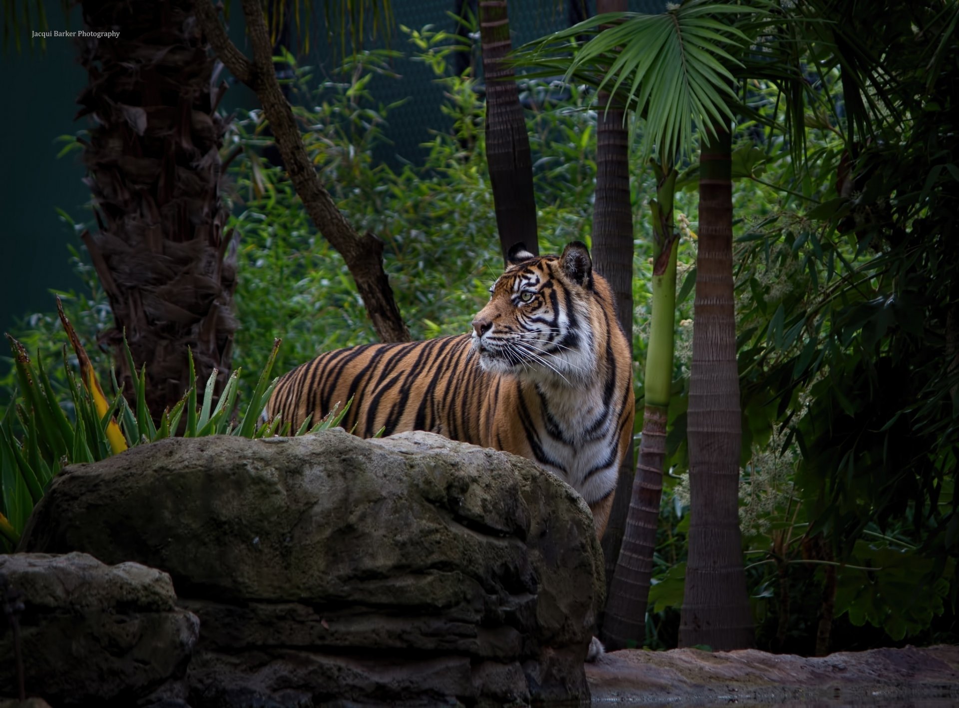 tigre gato salvaje depredador hocico matorral zoológico