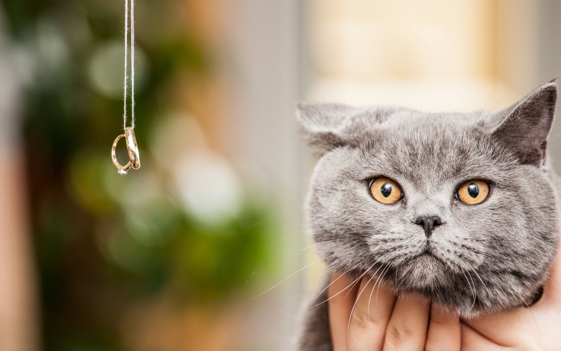 gato mirada fondo