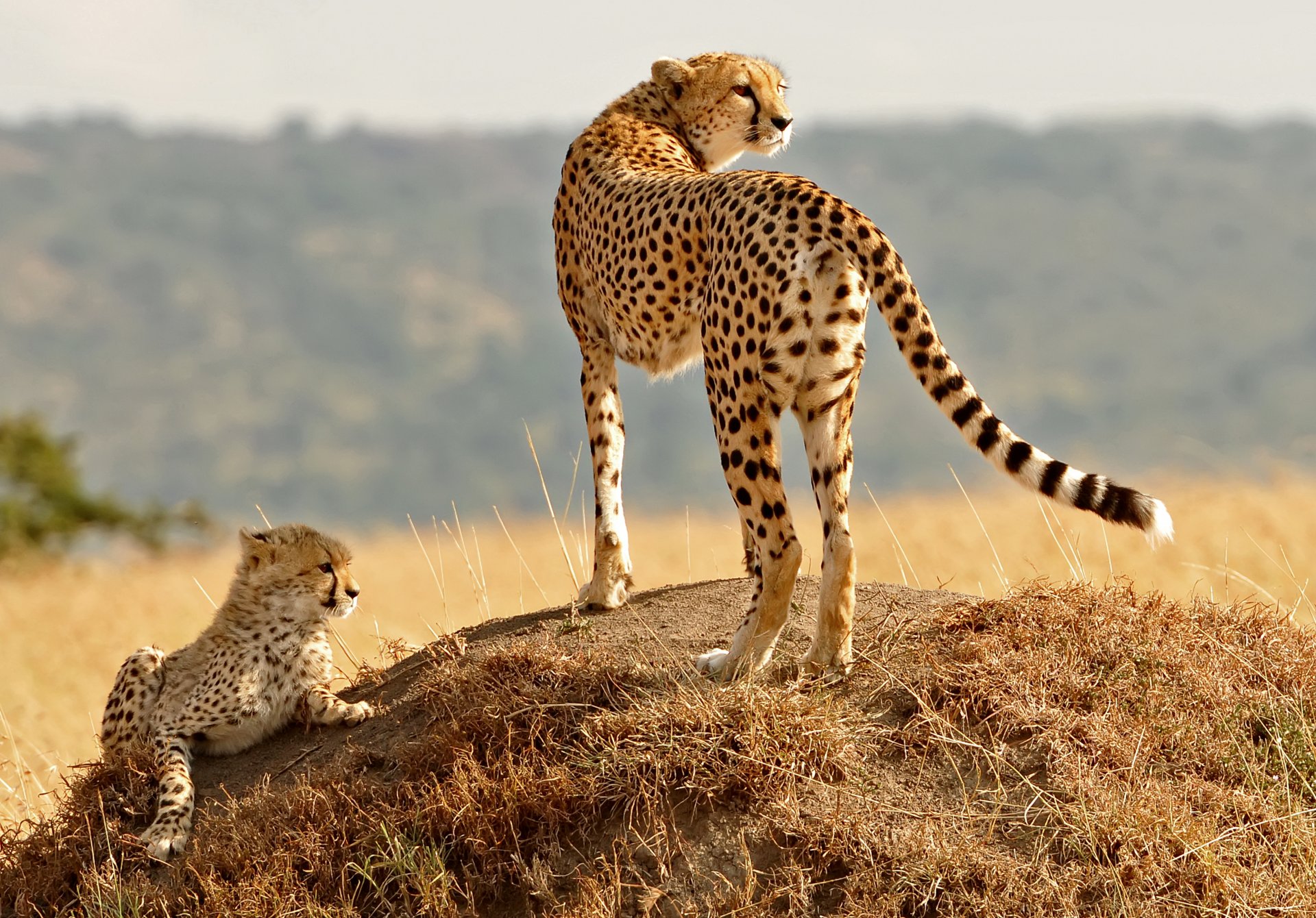 cheetahs cats family hill grass view