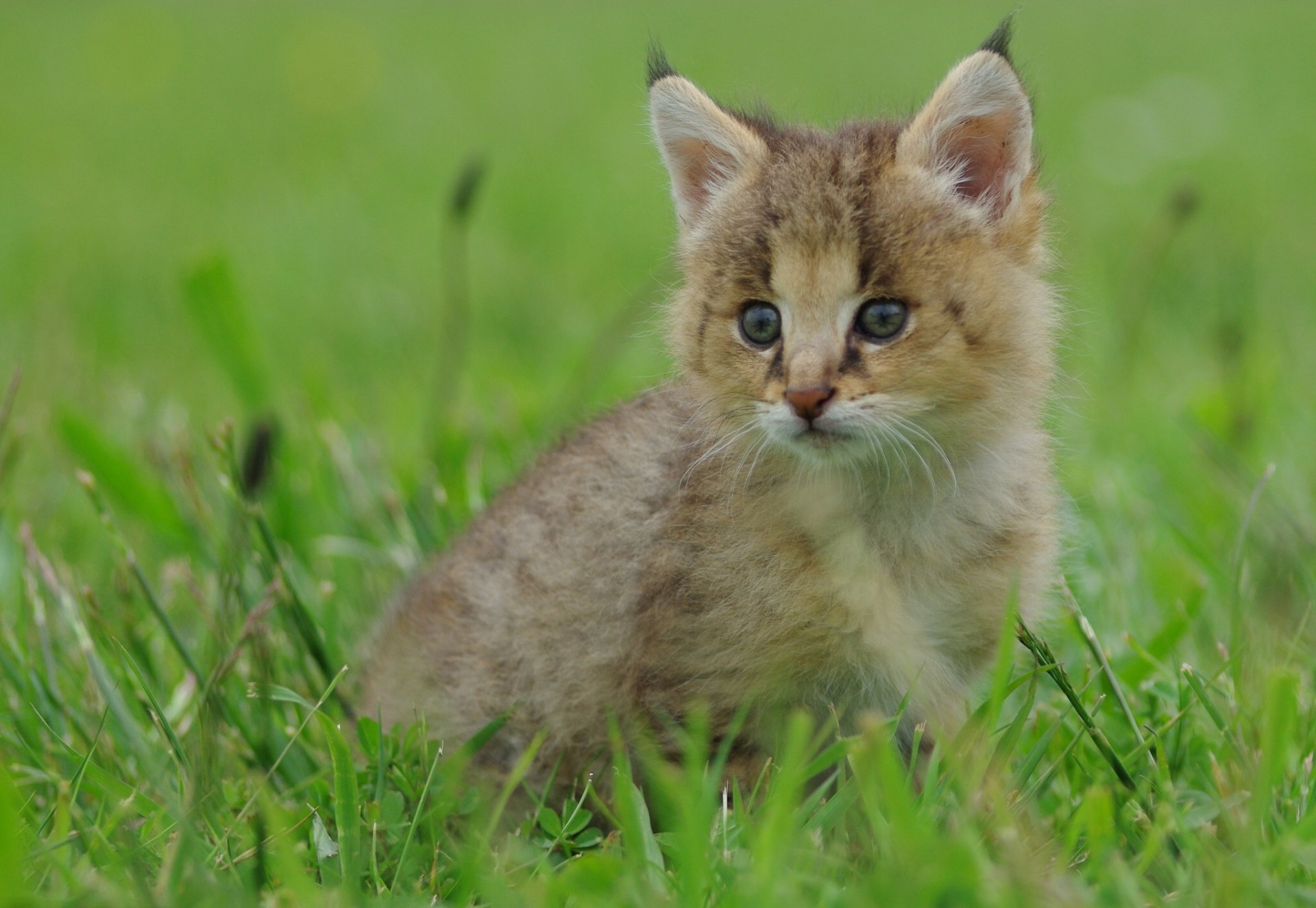 lince lince bebé hierba