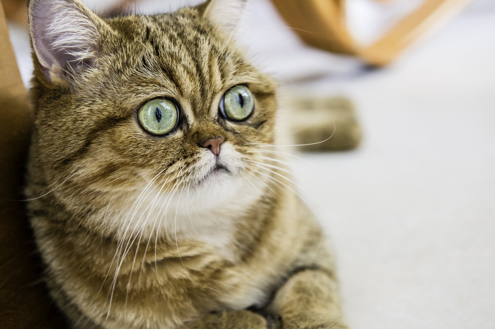 pelo corto gato gato gato ojos mirada