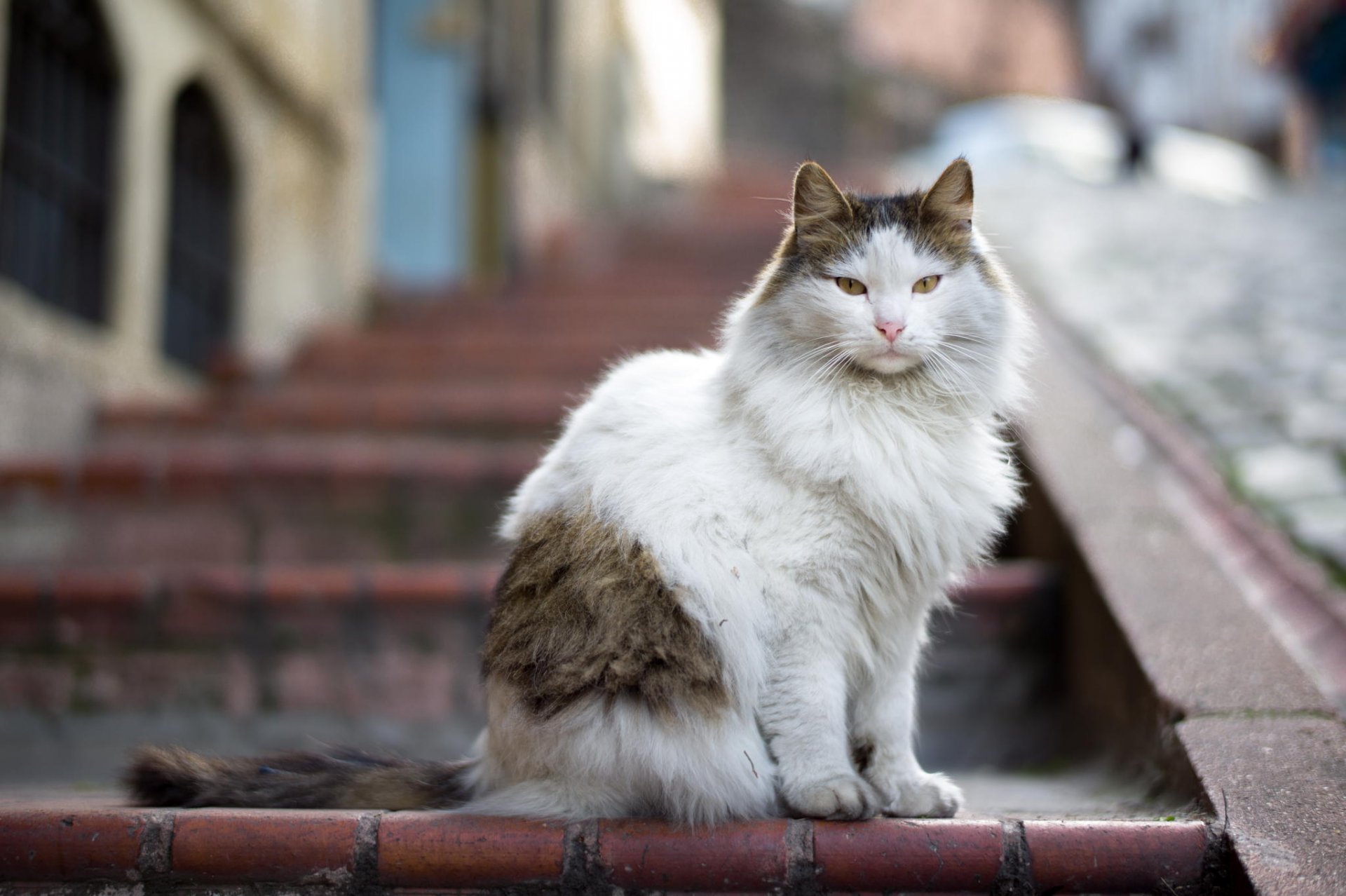 katze wolle blick leiter