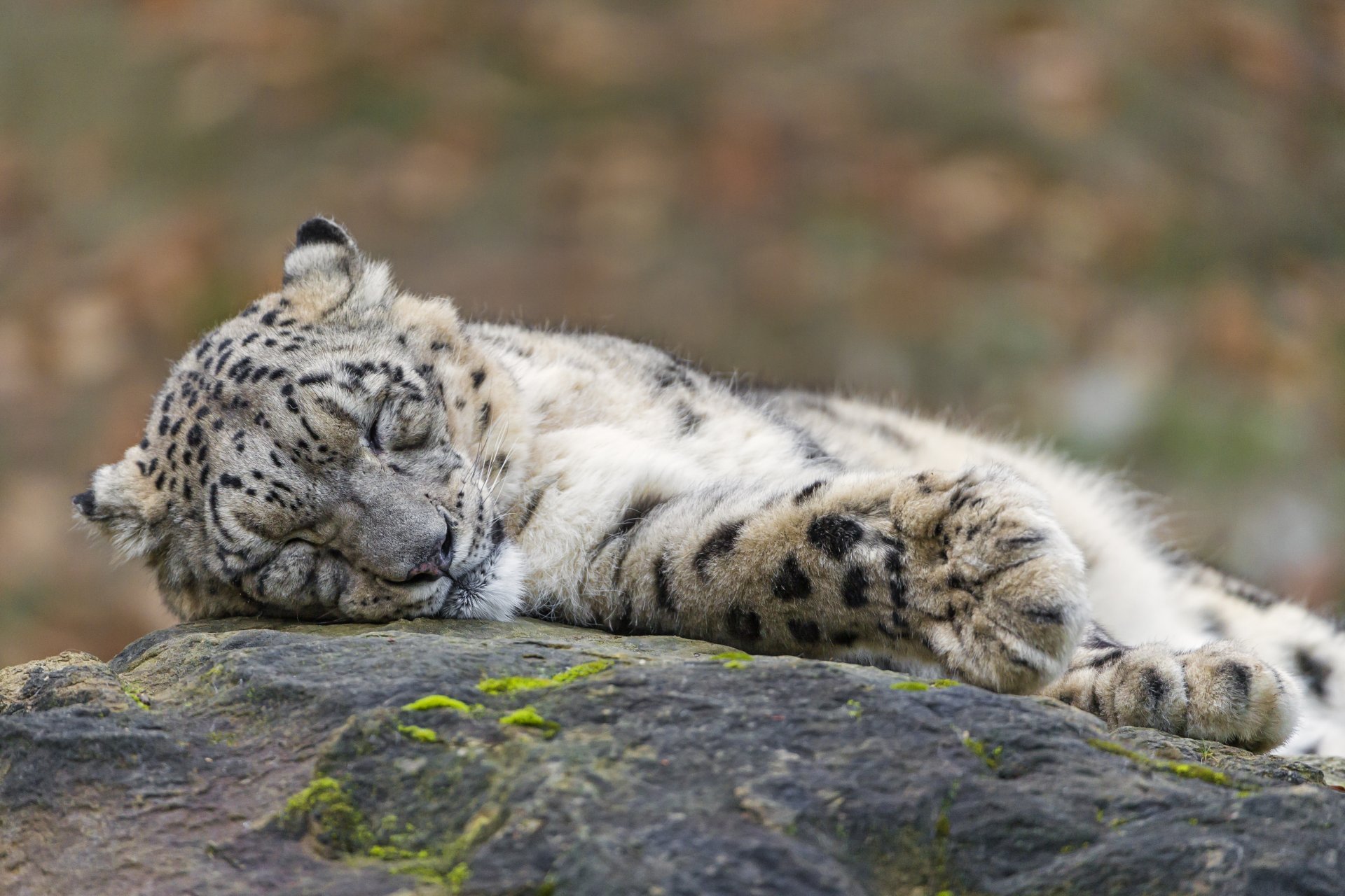 pantera śnieżna irbis kot kamień sen śpi odpoczynek ©tambako the jaguar