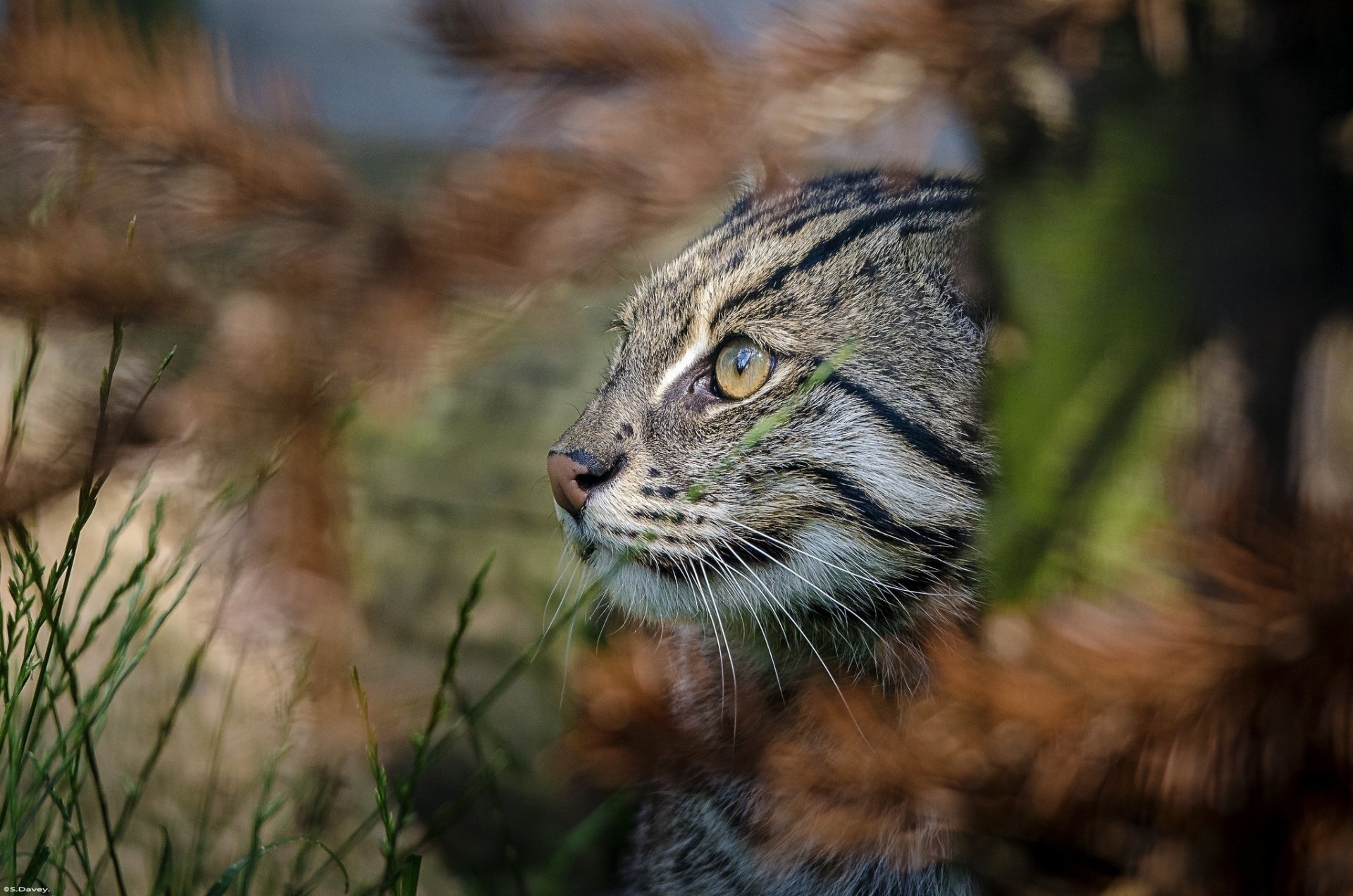 gatto pescatore gatto selvatico predatore muso profilo