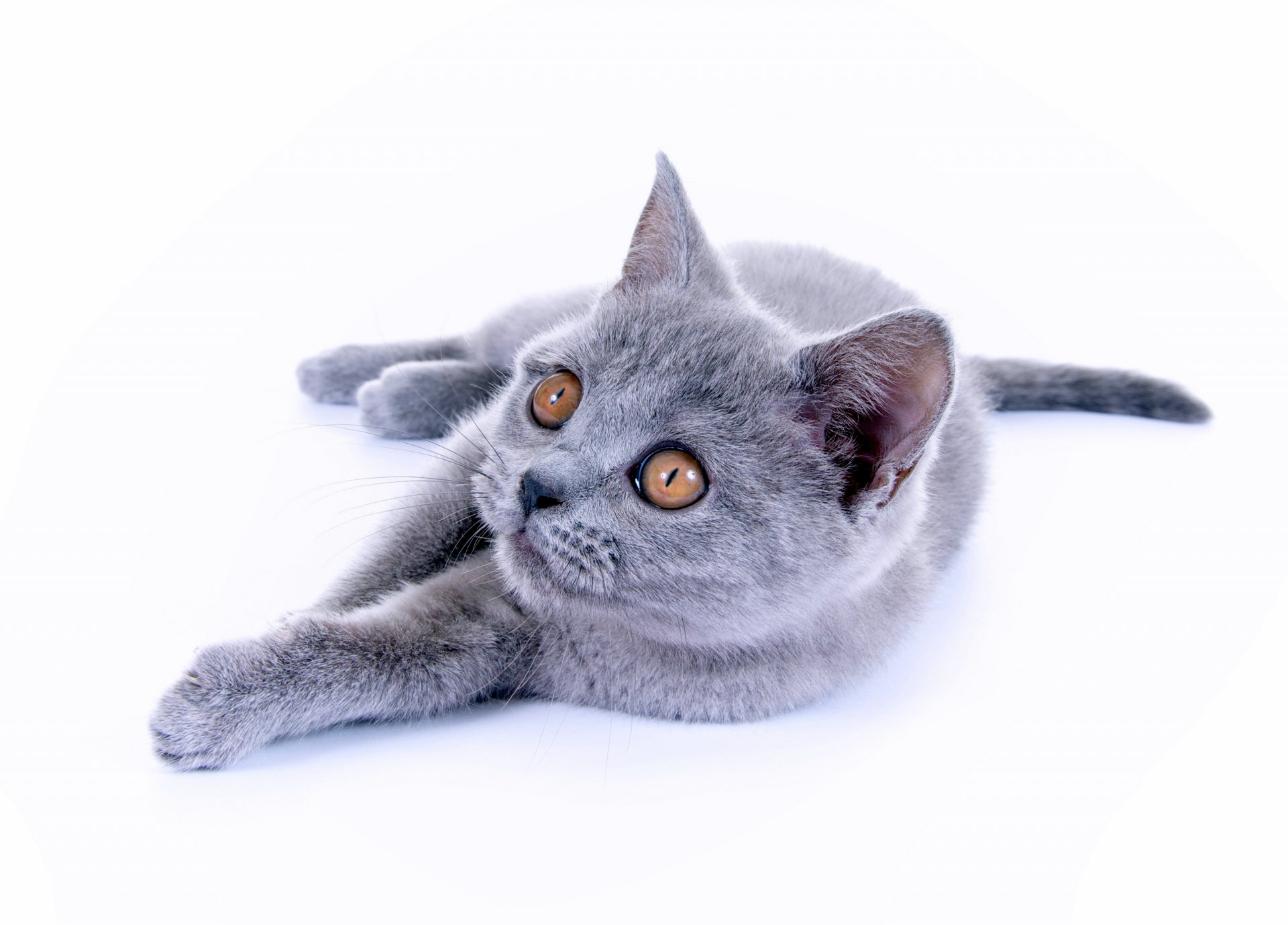 british shorthair gatto