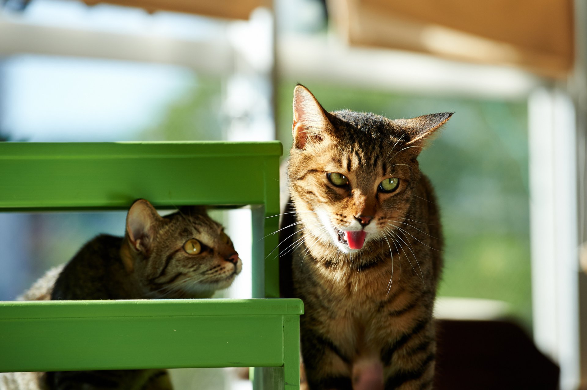 chats kote maison tabouret vert museau langue drôle soleil