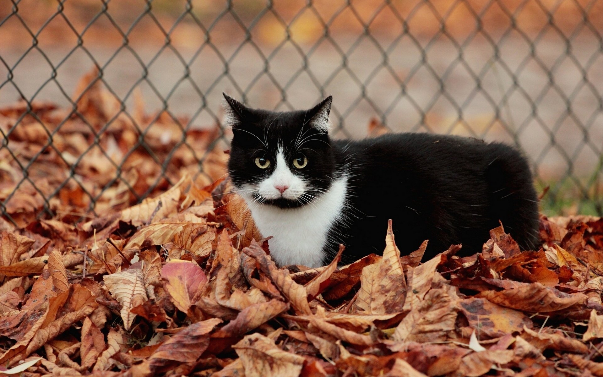 gato gato follaje otoño