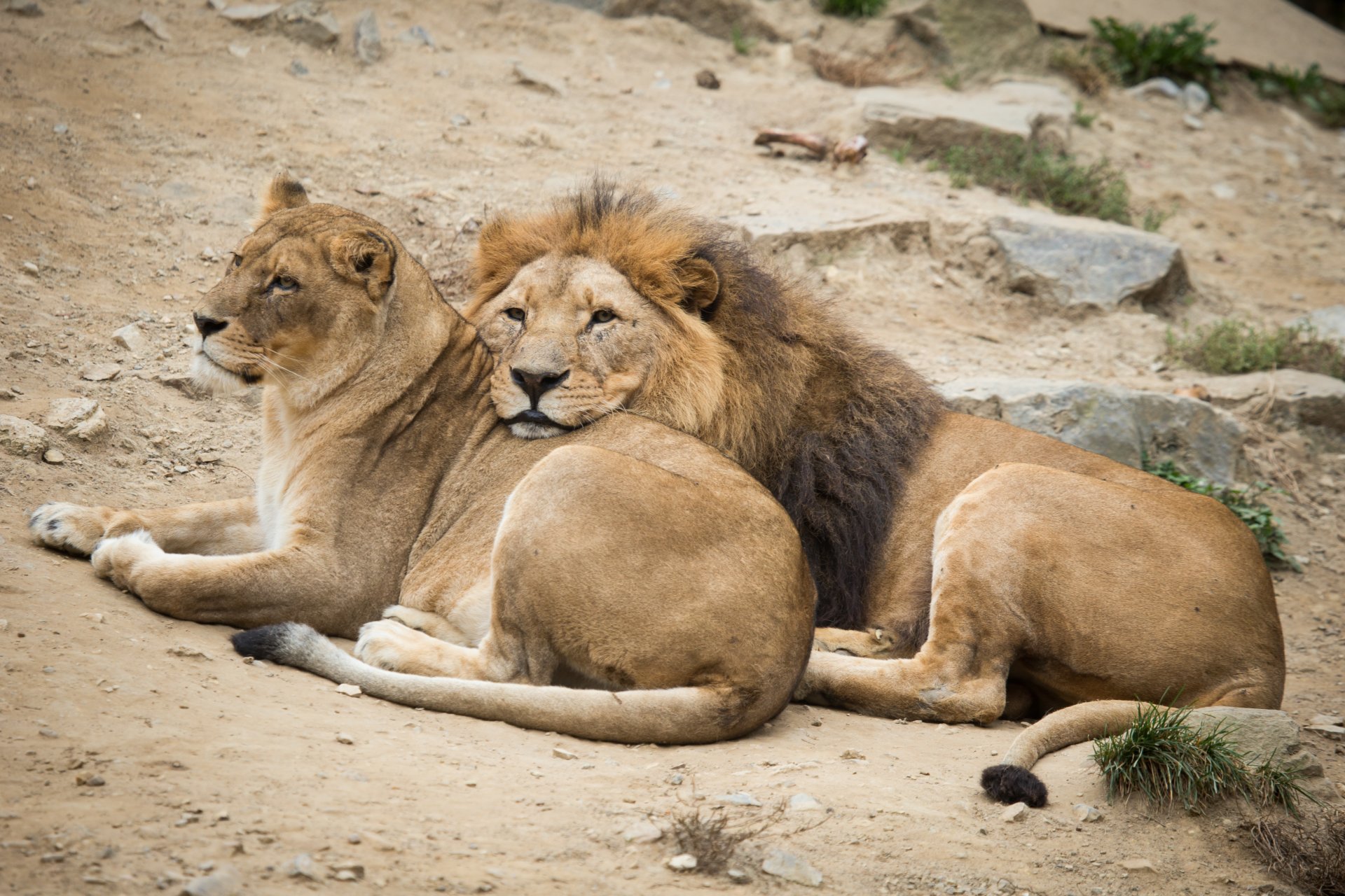 lions lion lionne chats couple repos