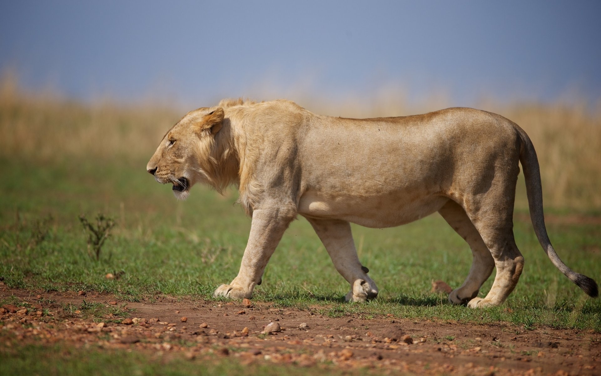 leone gatto selvatico predatore