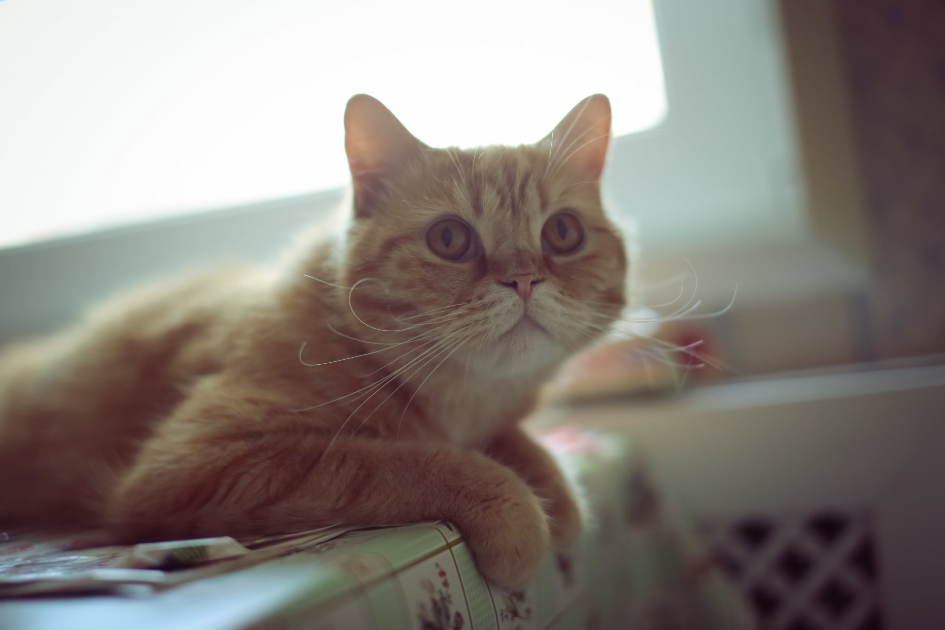 gato pelirroja bigote ojos orejas orejas mirada mira