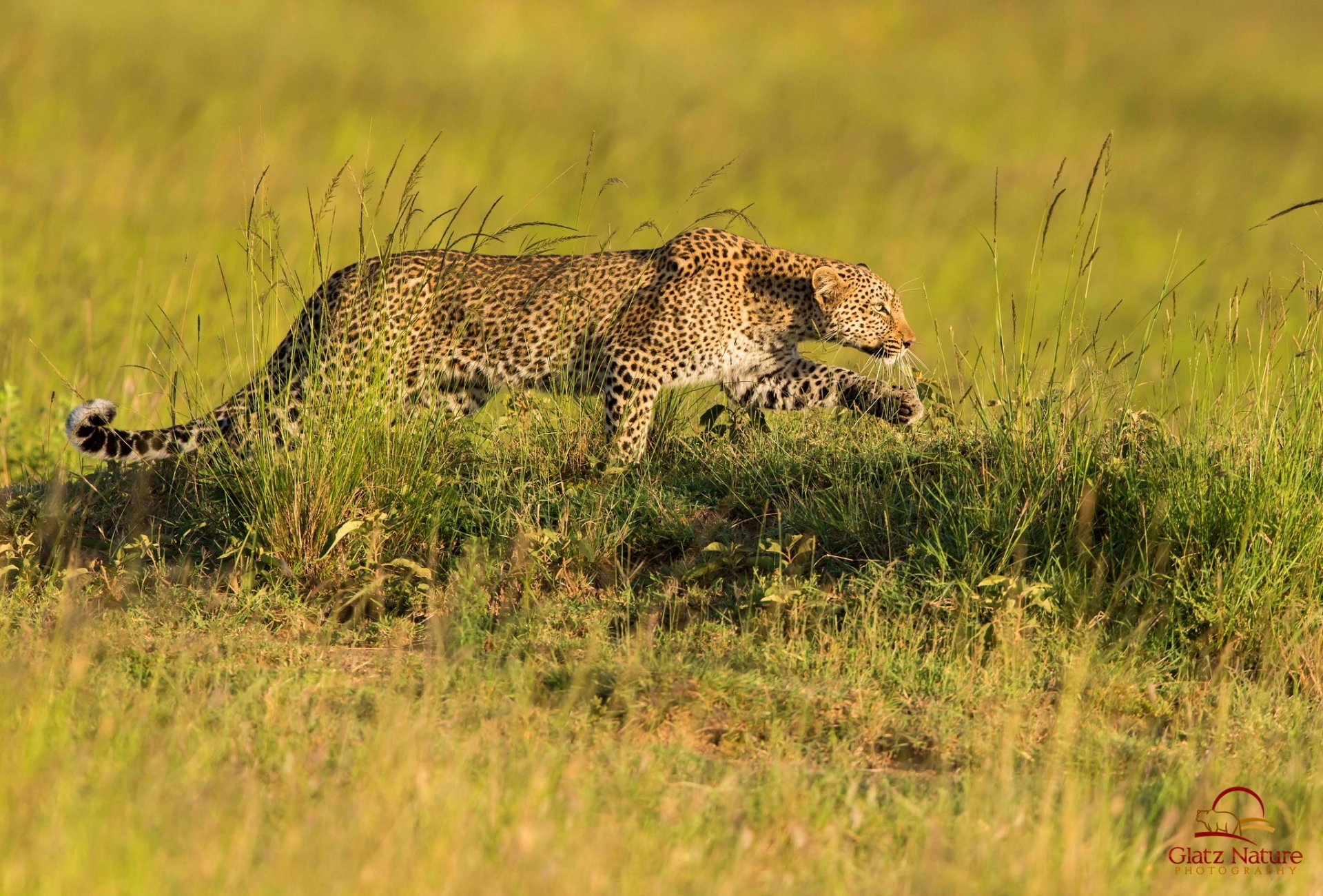 leopard predator hunt savannah