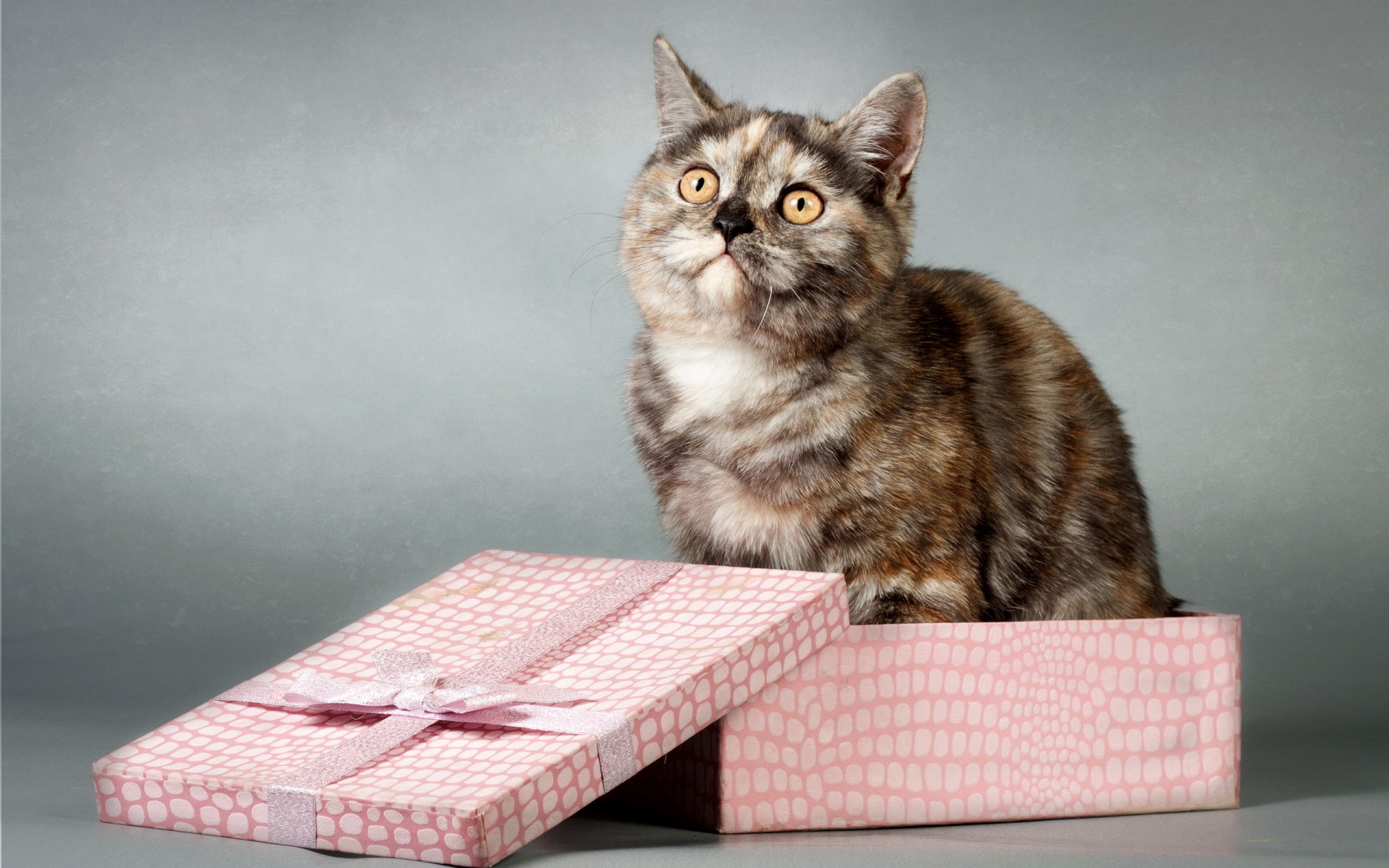 katze blick box geschenk