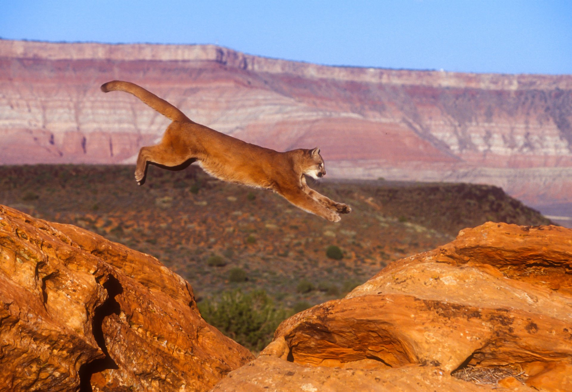 puma cougar mountain lion cat jump nature