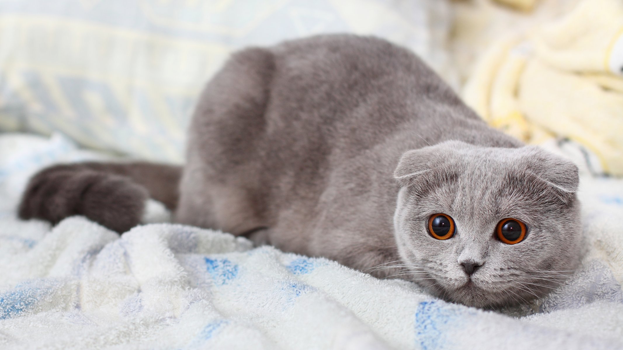 cat pussy scottish fold gray cat kote koshak