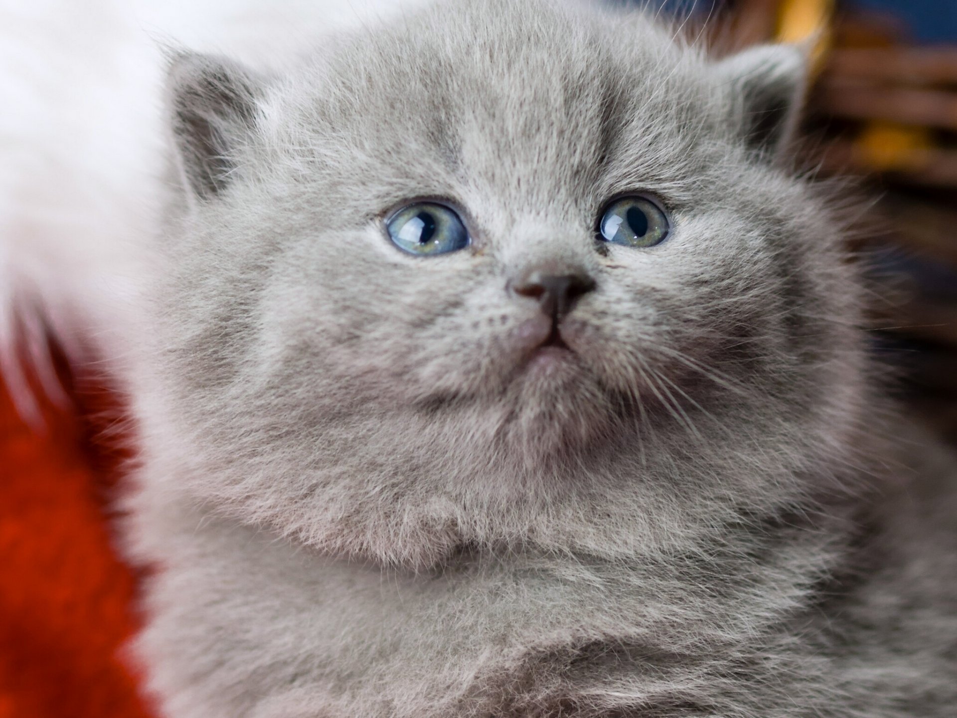 british shorthair british snout blue eye