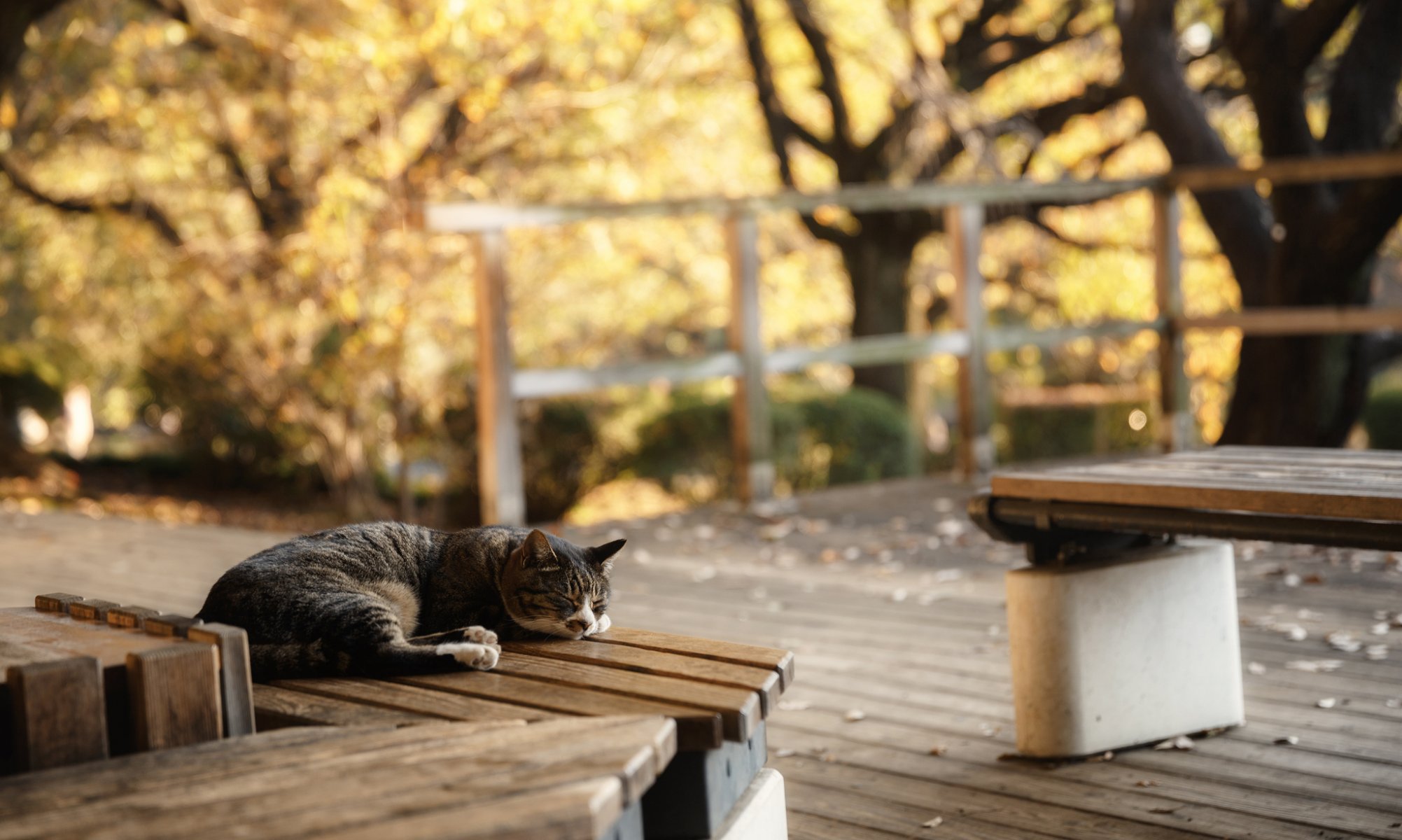 gato gato banco banco mentira durmiendo