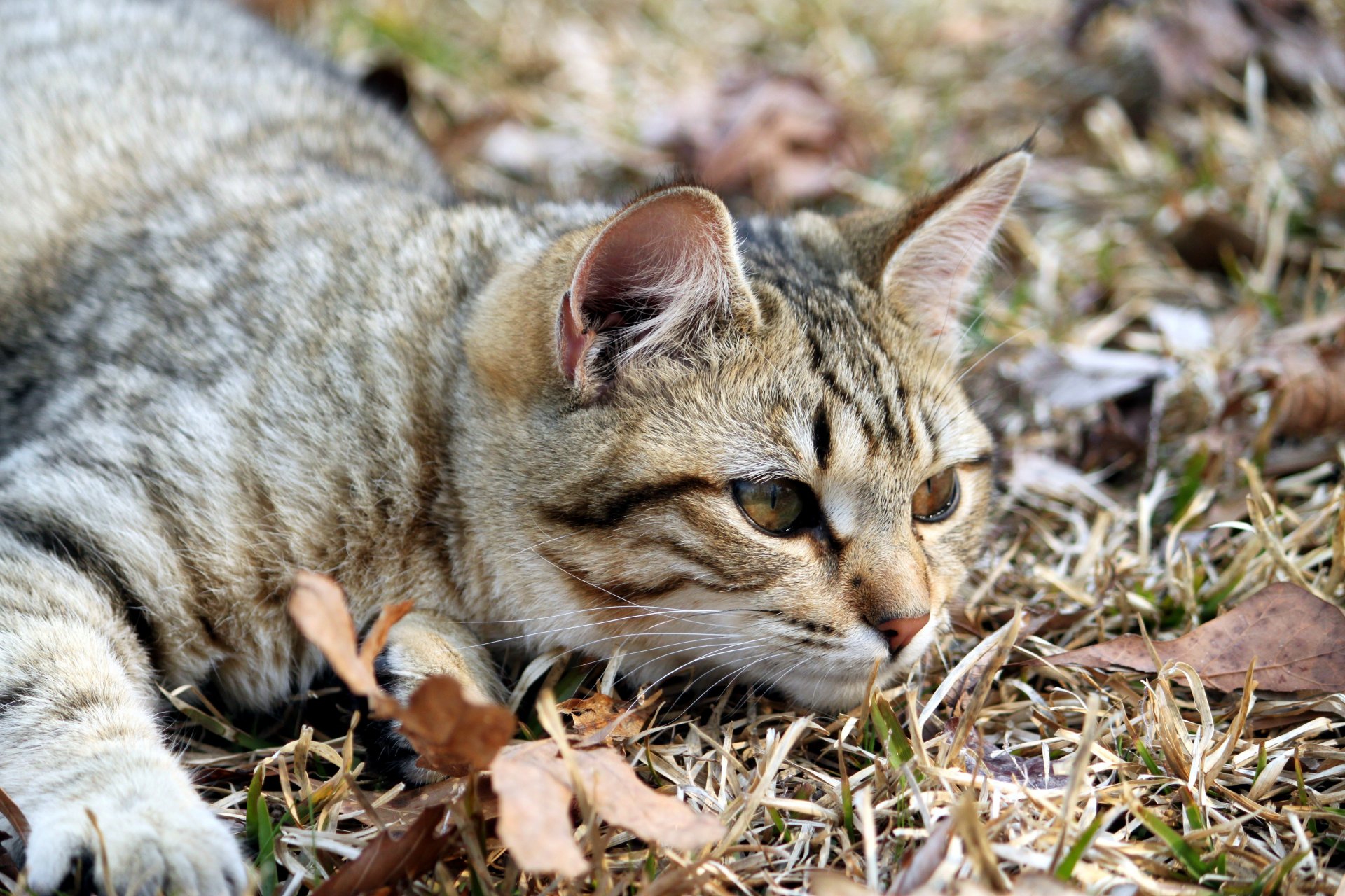 katze tier blick augen ohren maulkorb pfoten liegt blätter natur