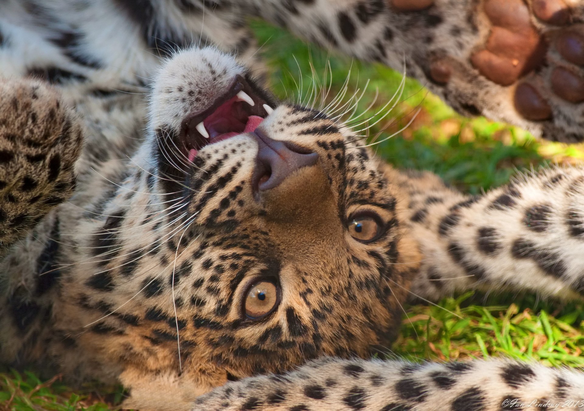 leopard schnauze raubtier spiel