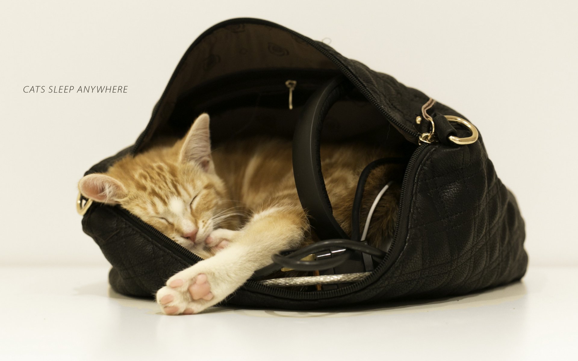 chat sac fond