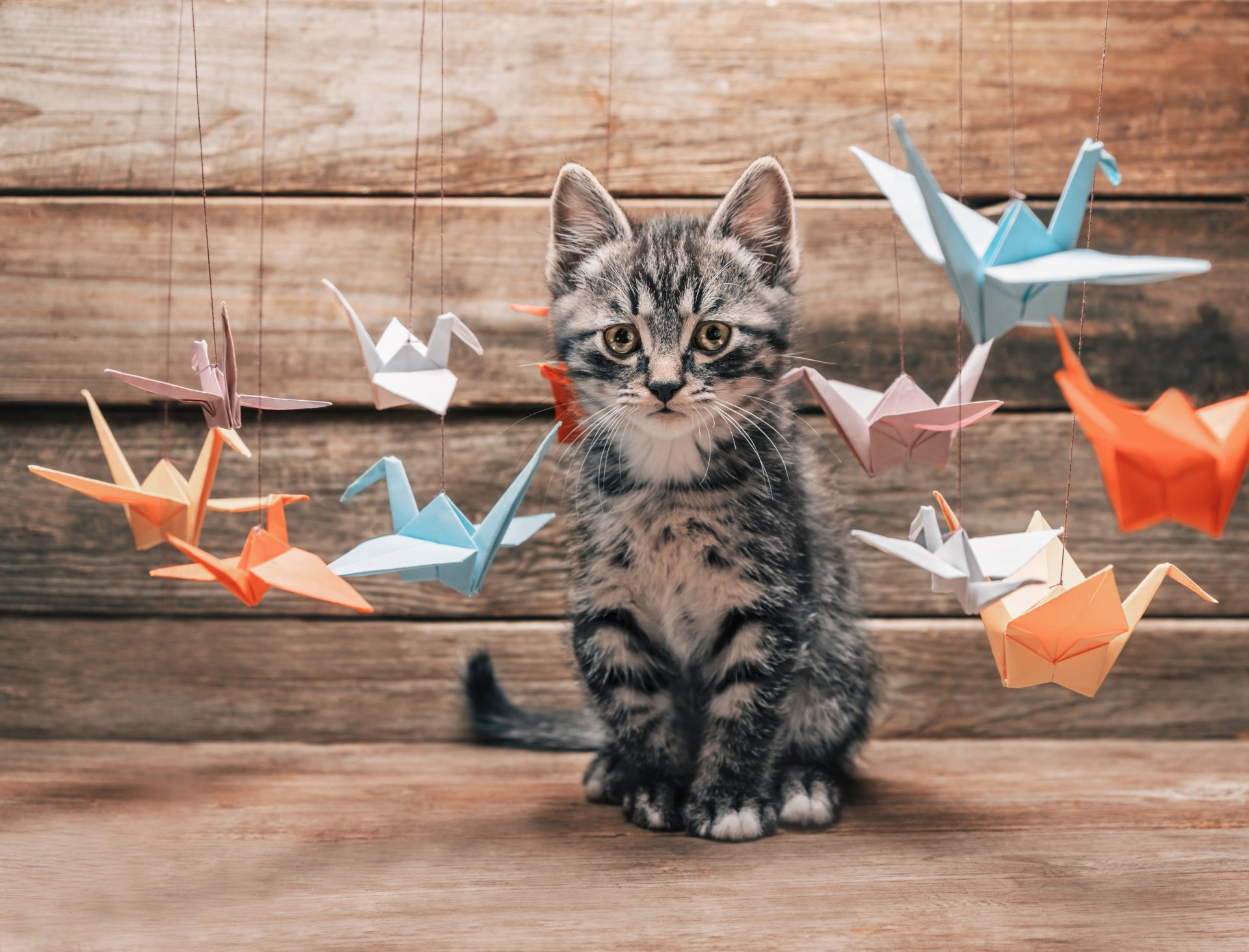 katze katze schnurrbart pfoten schwanz überraschung interesse wahl bunt fliegen bunt papier origami kranich kranich verschiedene unschärfe bokeh tapete