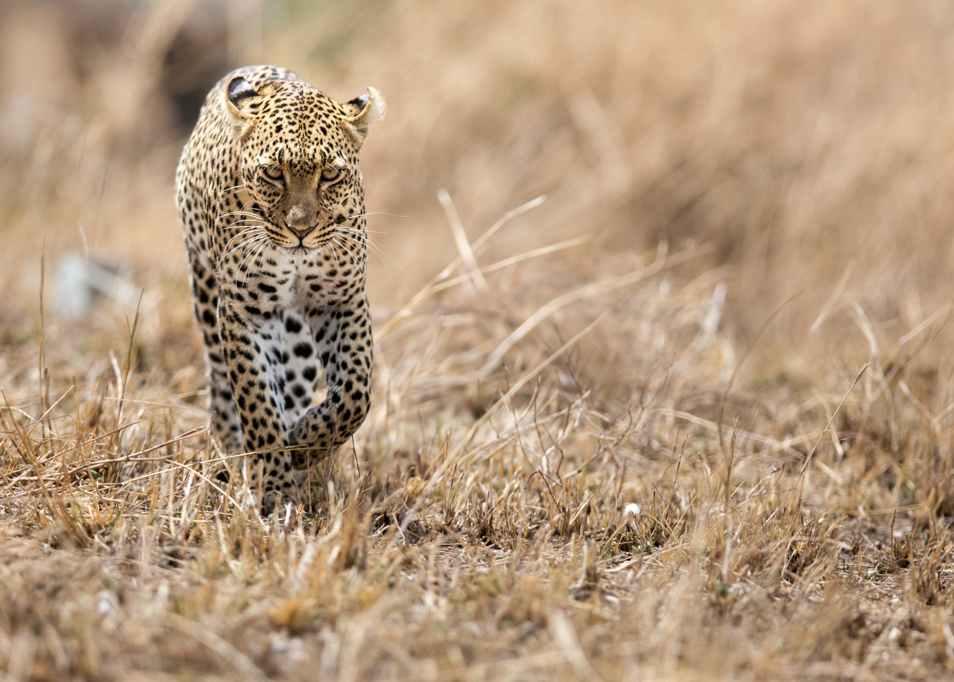 leopardo áfrica sabana gato depredador