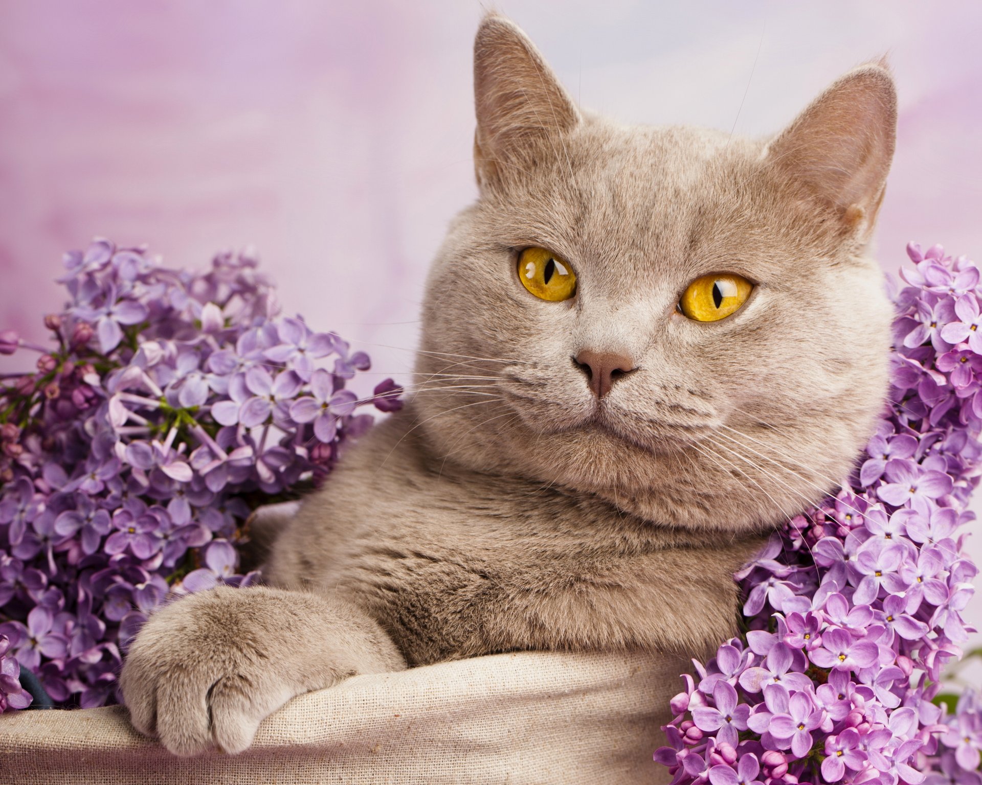 british shorthair chat chat lilas portrait