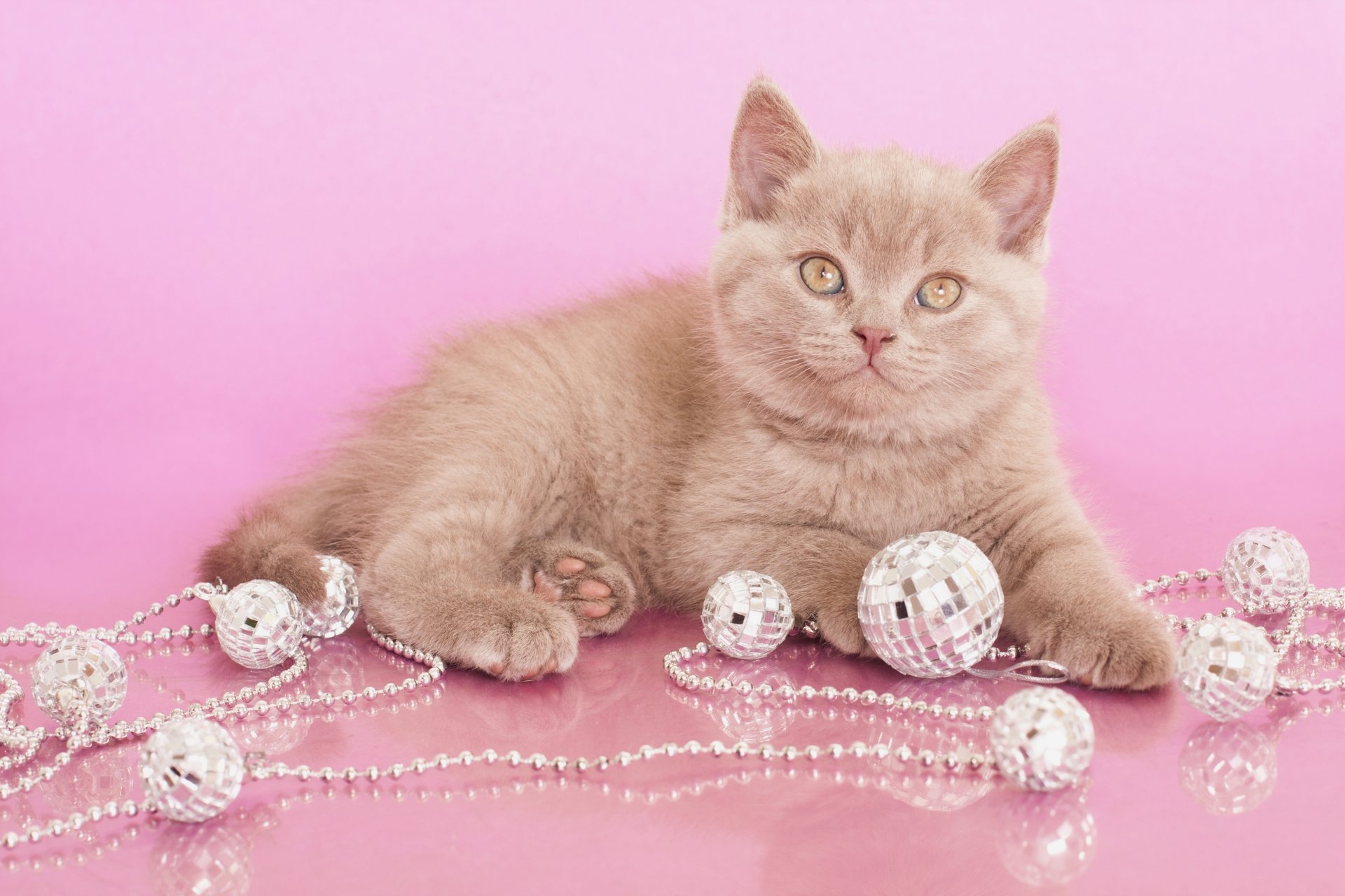 british shorthair garland