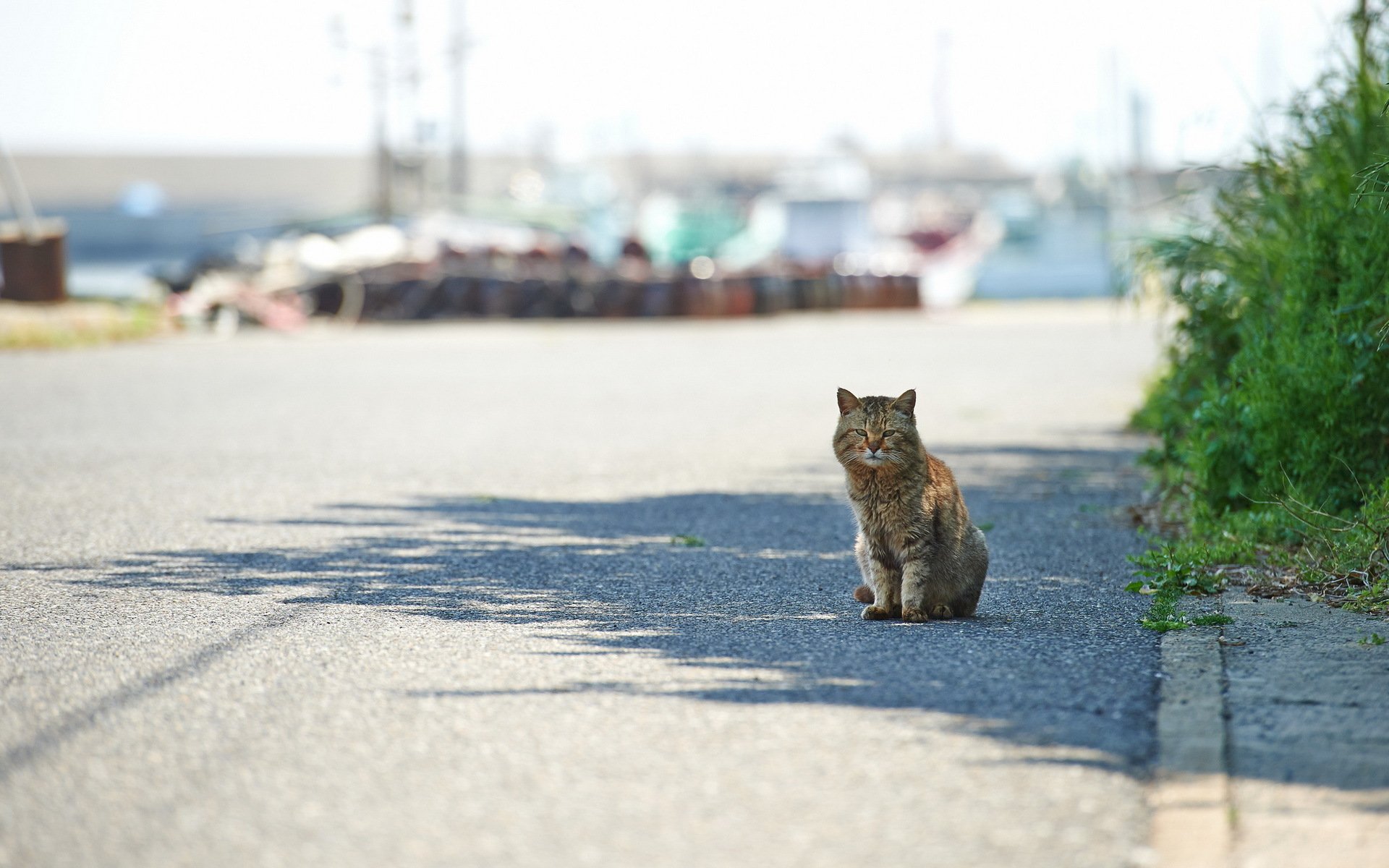 katze straße stadt