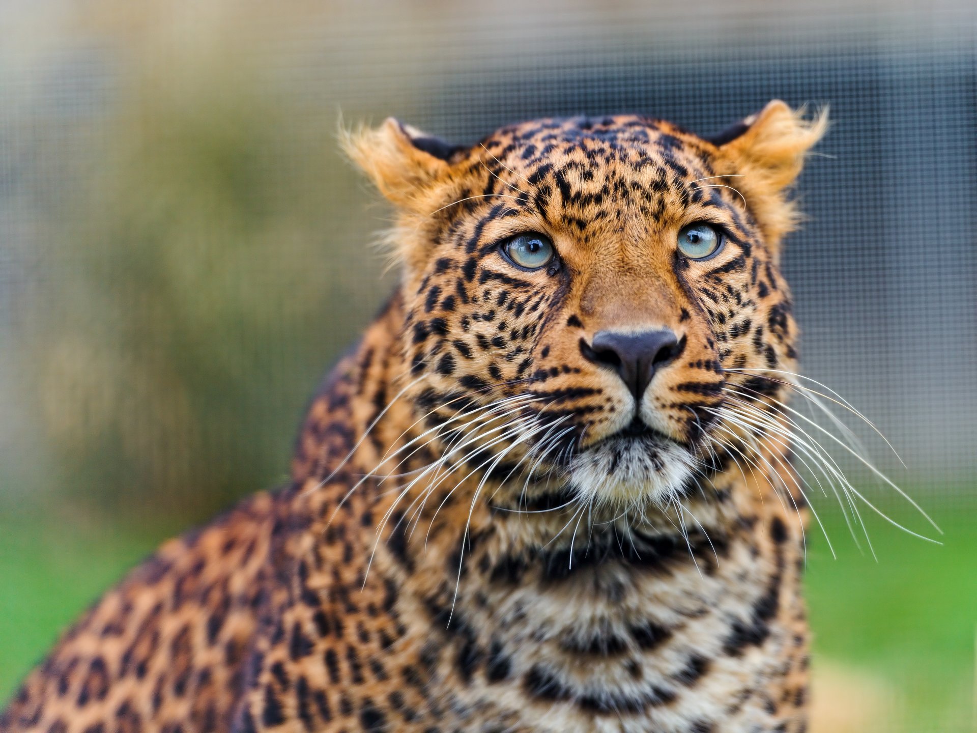 amur-leopard katze blick leopard ©tambako der jaguar