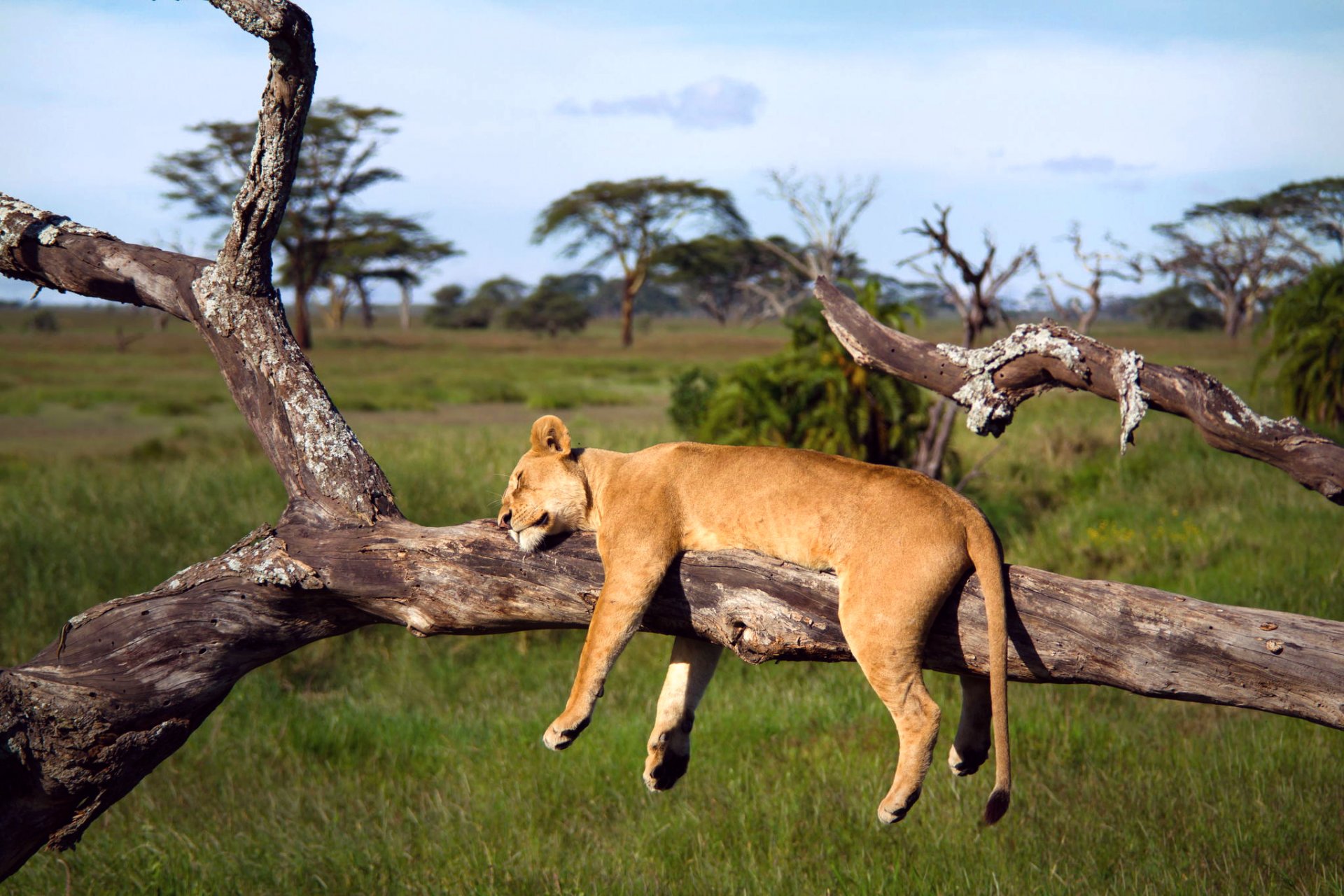 afrique tanzanie serengeti lion lionne arbre endormi