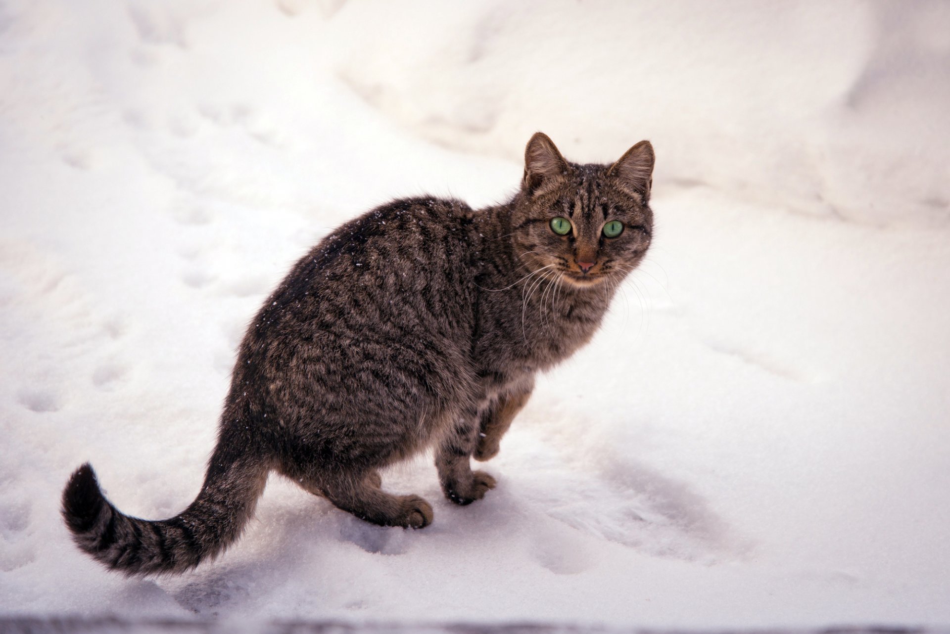 cat striped cat eyes green snow nature winter