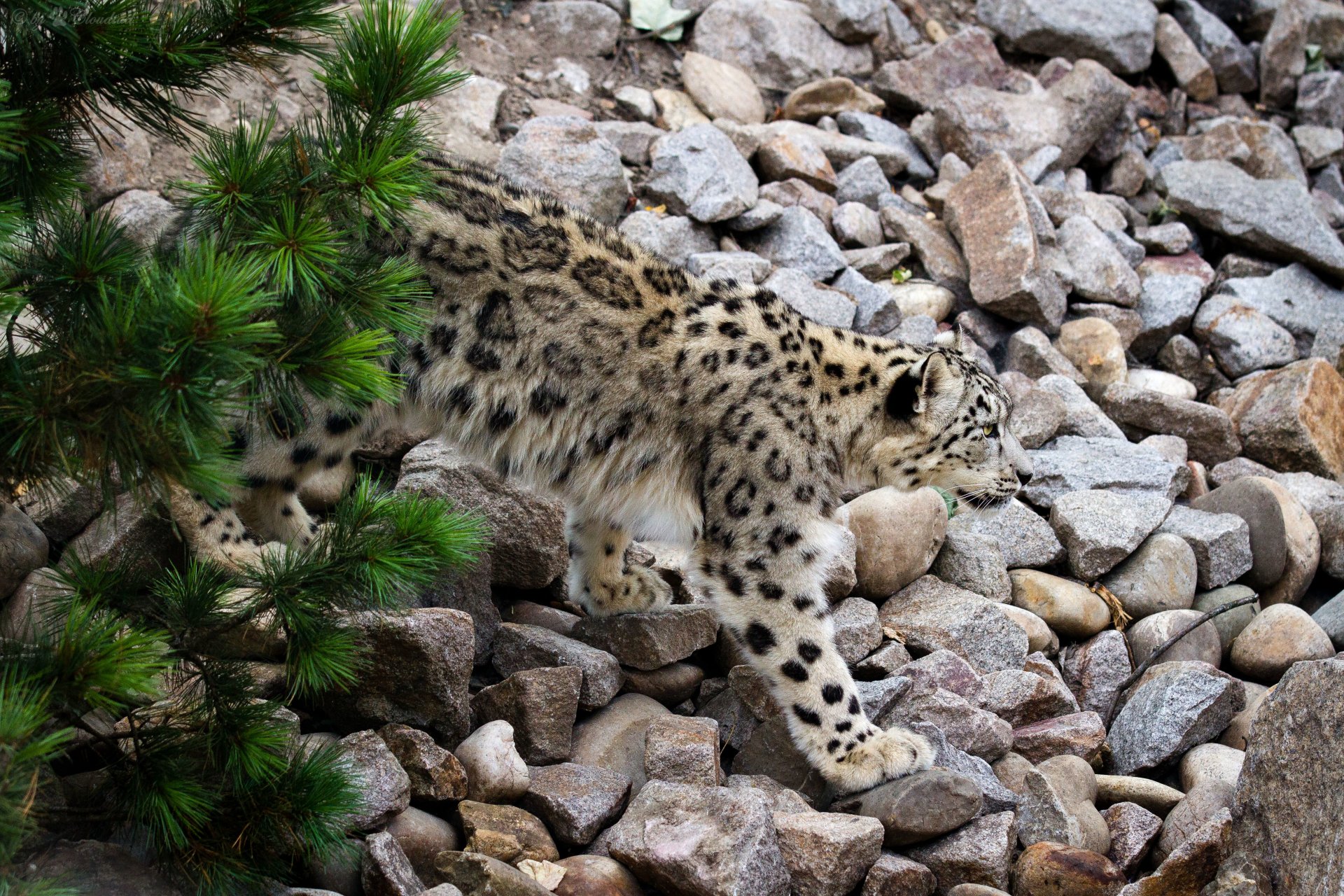 leopardo de las nieves irbis gato pino piedras