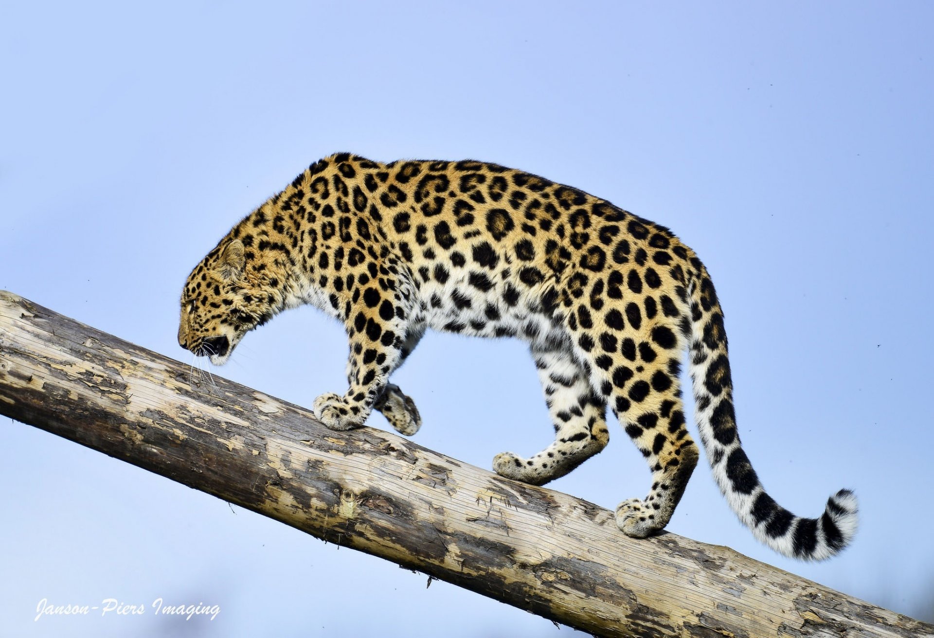 amur leopard wild cat predator section log sky