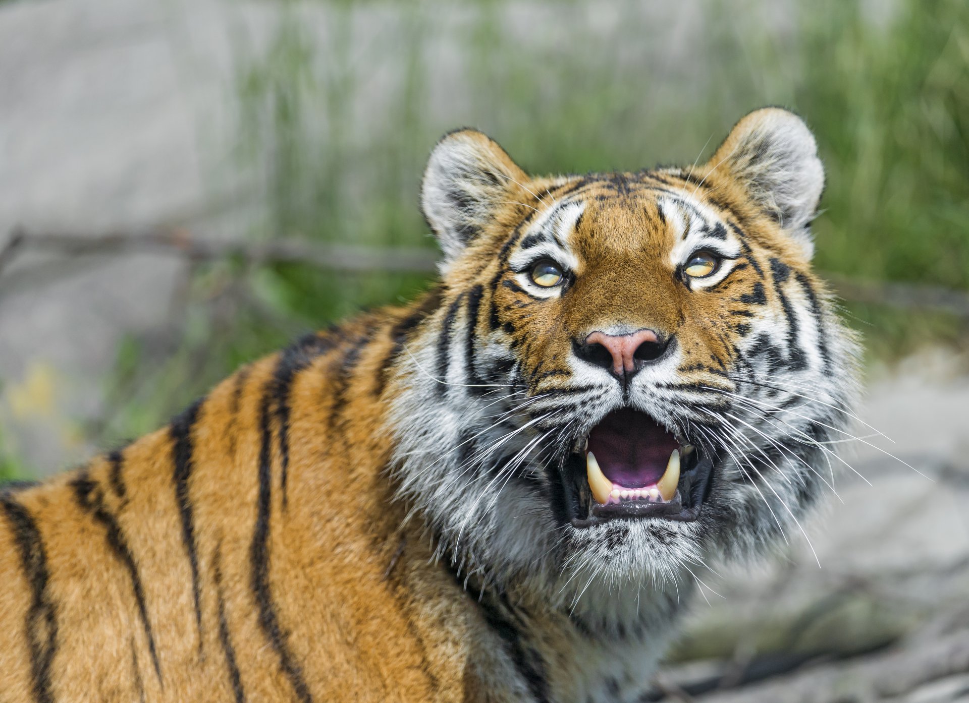 tiger amur cat view fangs © tambako the jaguar