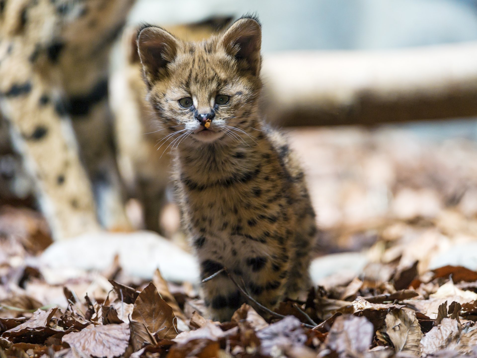 serval katze kleinkind blätter blick ©tambako der jaguar