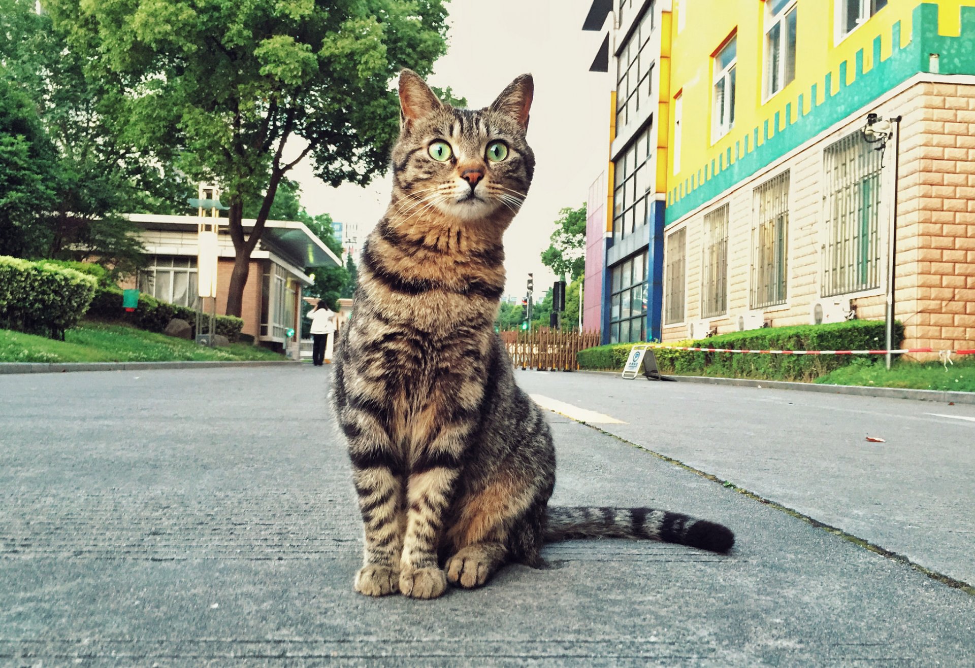 cat koshak view street