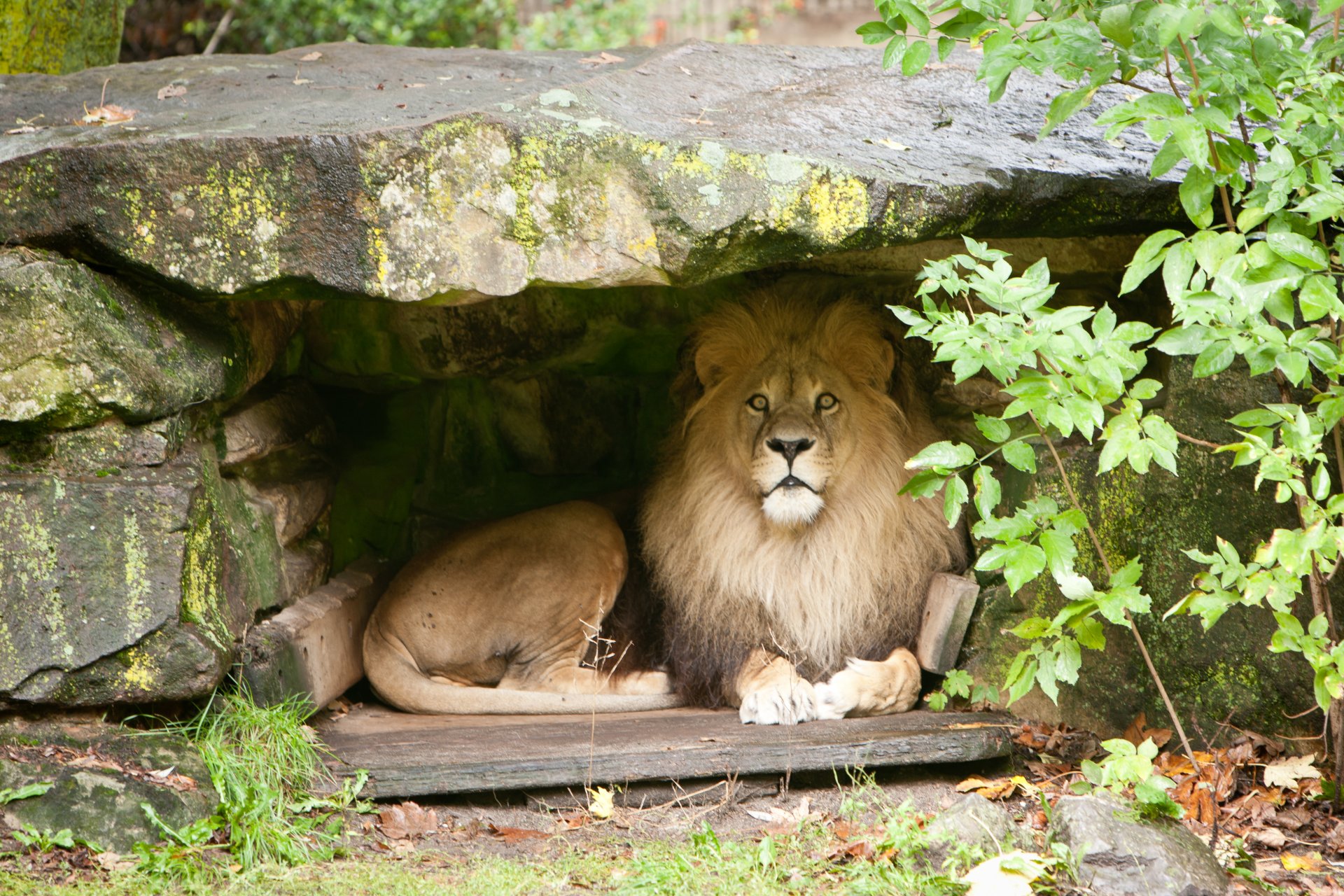 lion chat crinière grotte pierre