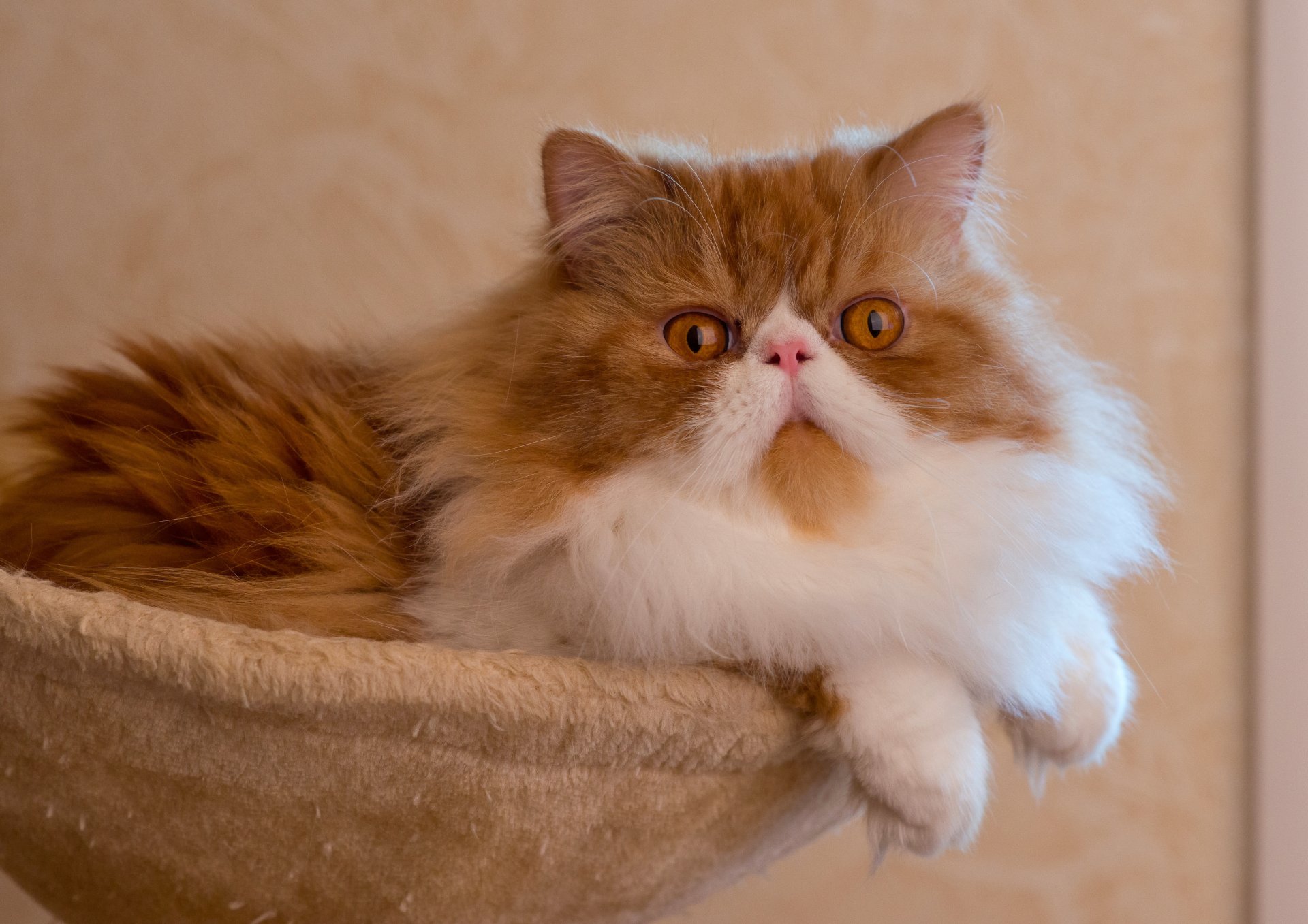 persian cat furry persian cat pose