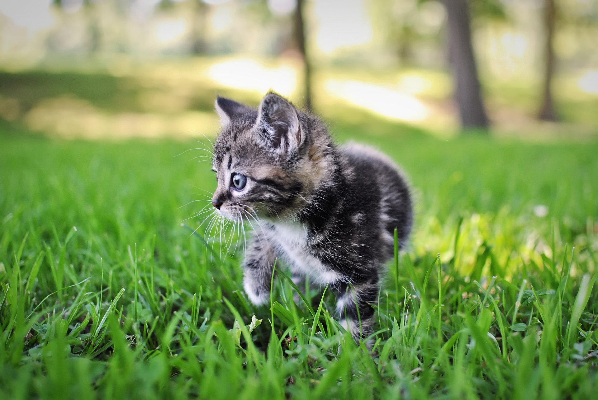 gattino grigio a strisce erba natura bokeh