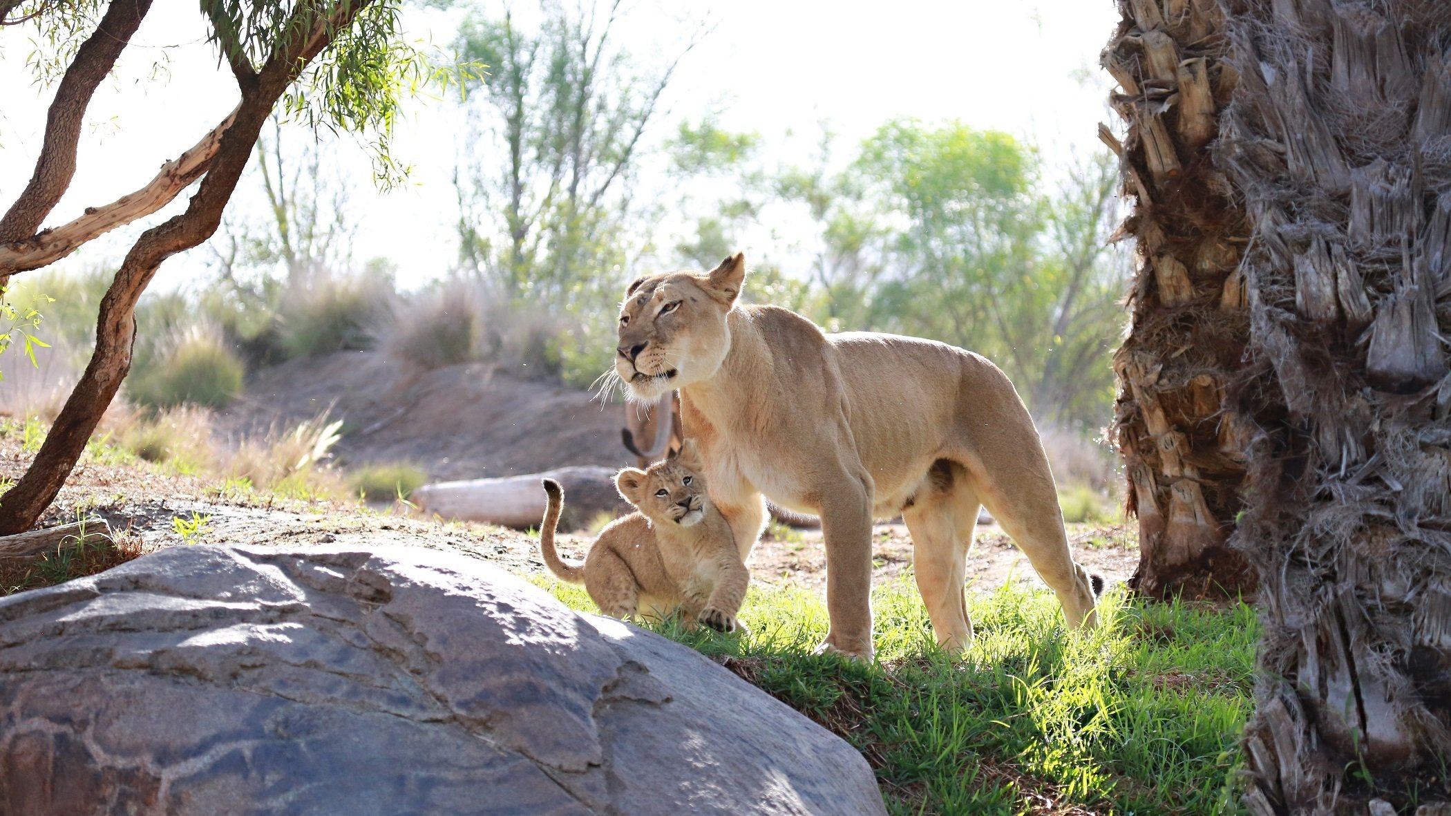 leones gatos salvajes depredadores pareja familia leona madre niño maternidad cuidado