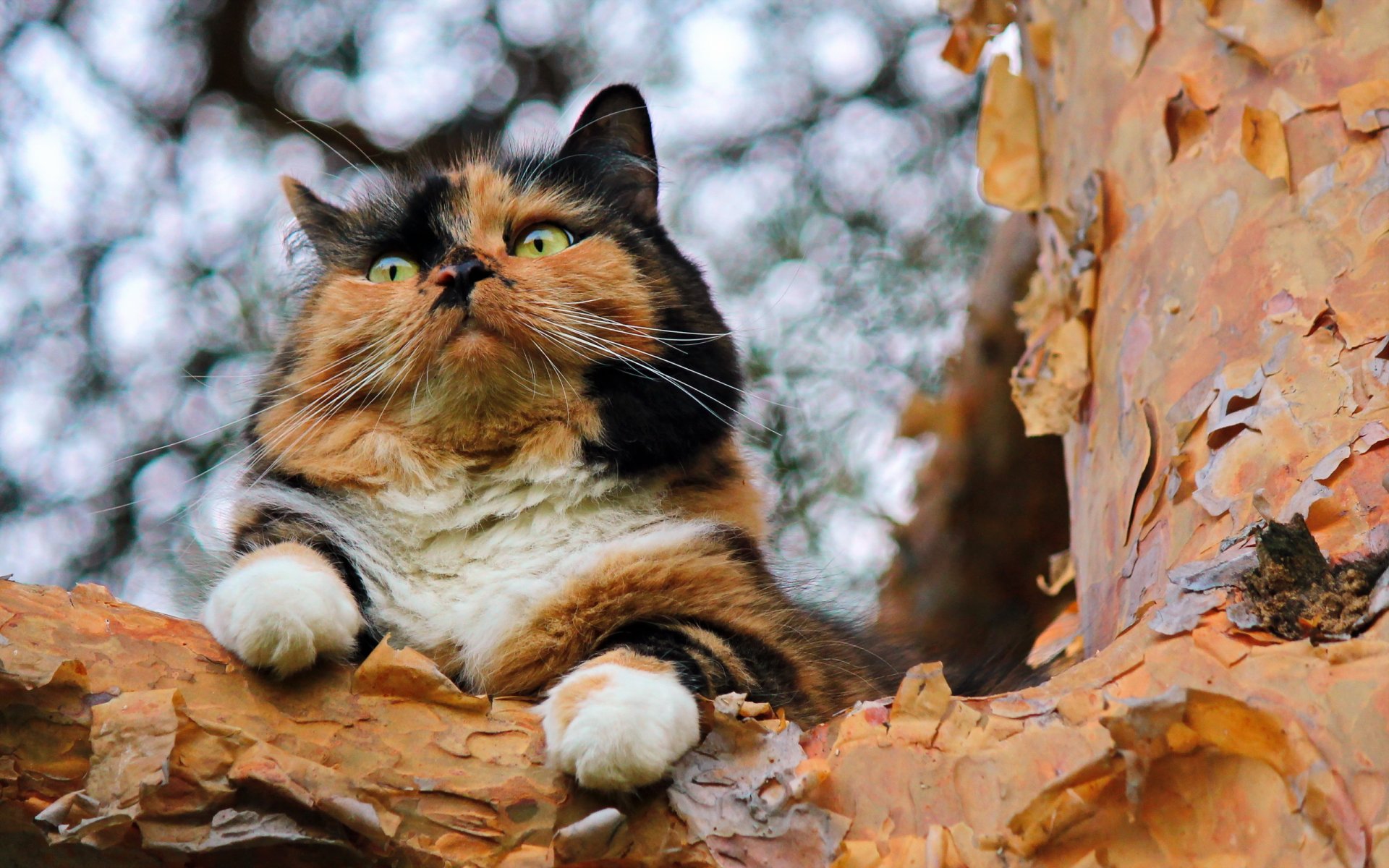 katze baum hintergrund