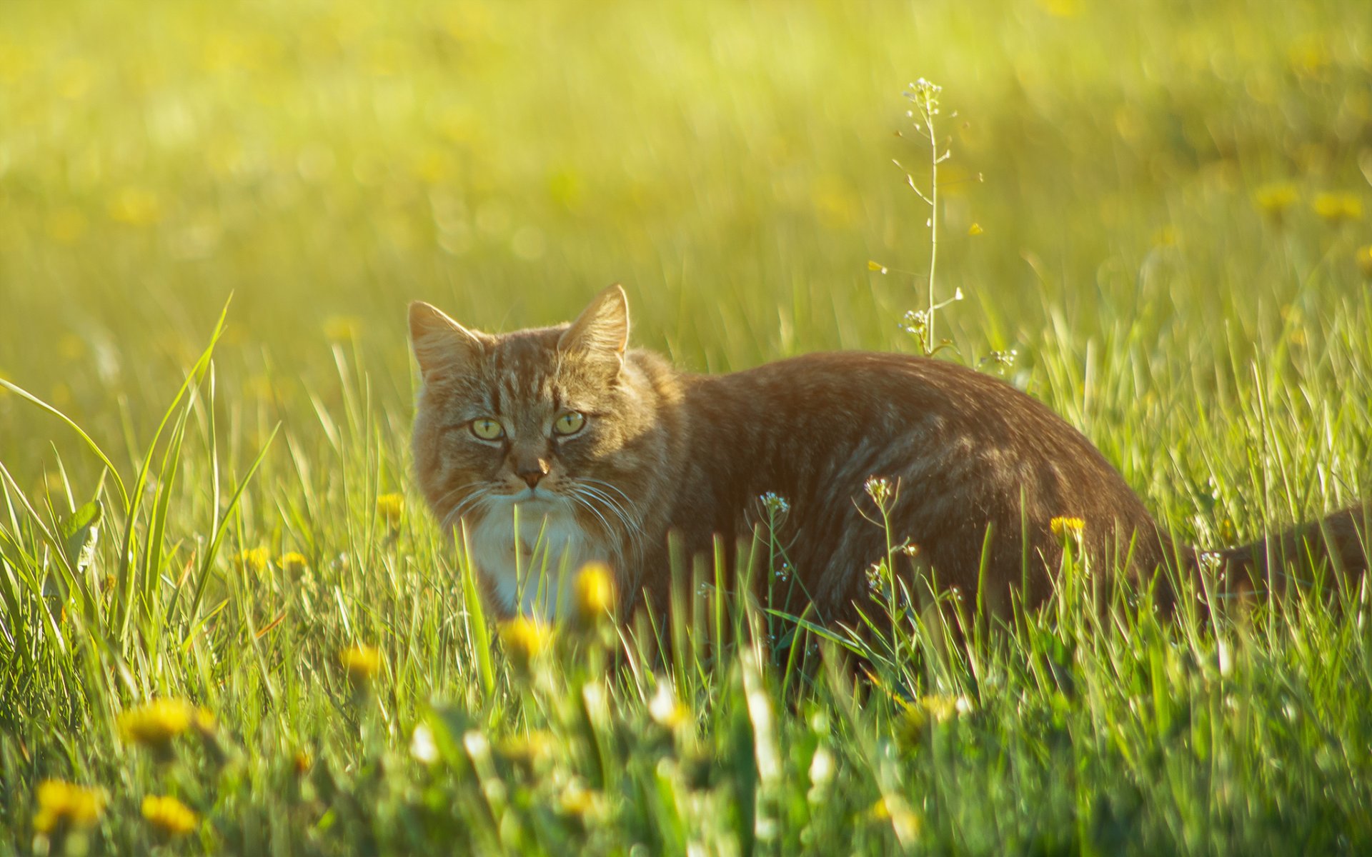 gatto rosso passeggiata erba fiori radura